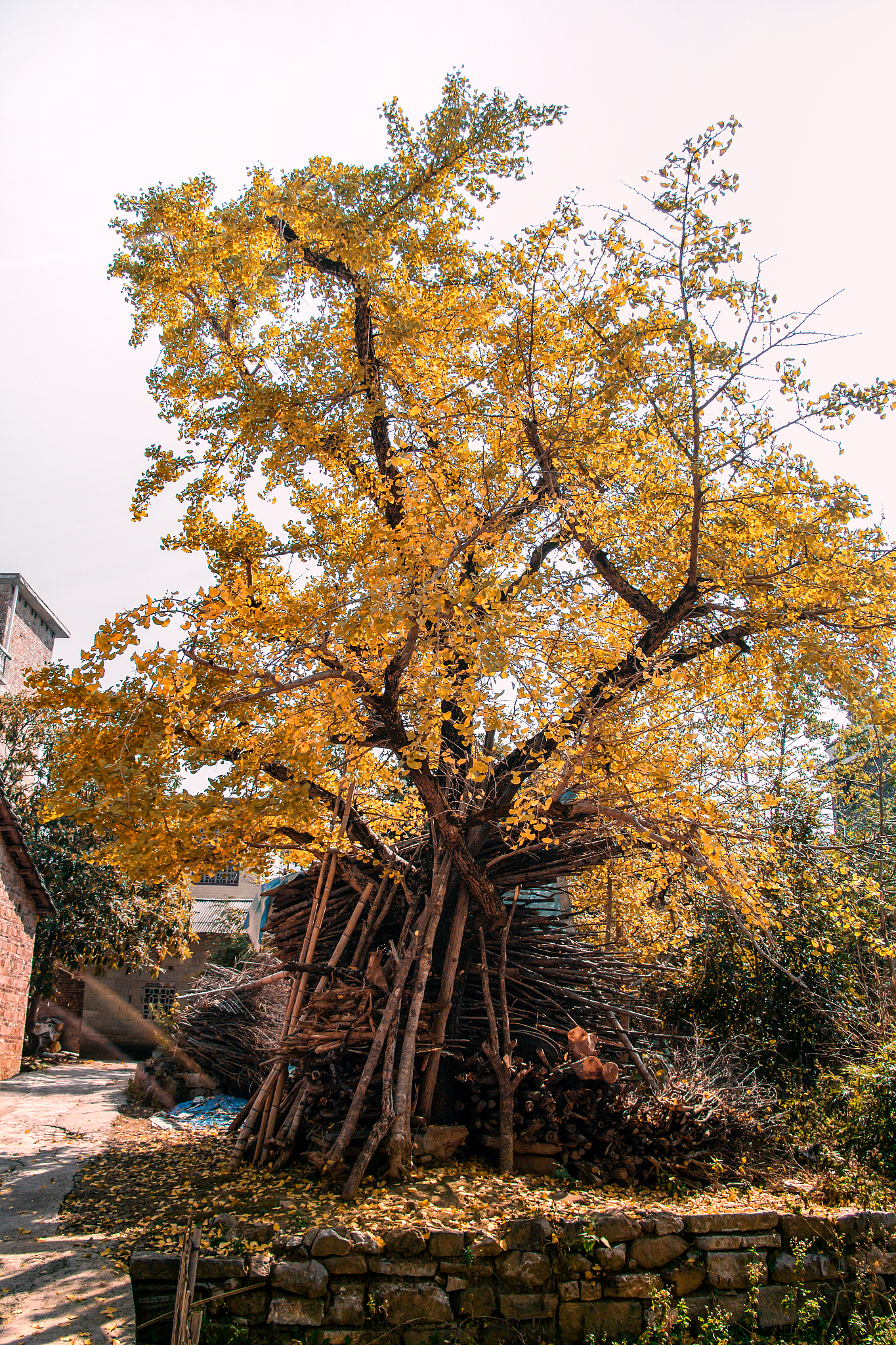 金佛山的银杏为什么被评为金佛山五绝？