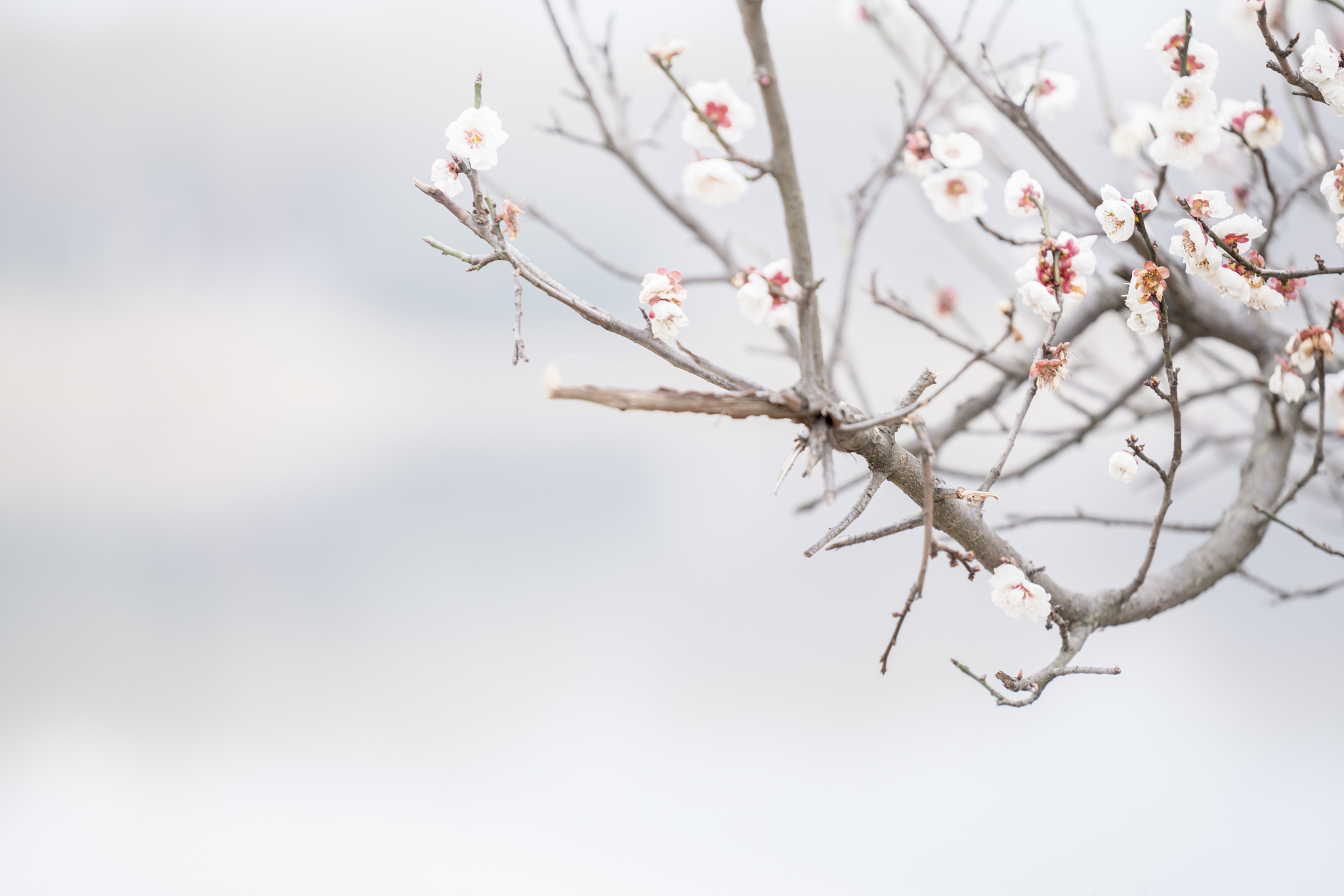 梅须逊雪三分白雪却输梅一段香运用了什么修辞 梅须逊雪三分白雪却输梅一段香运用了什么修辞