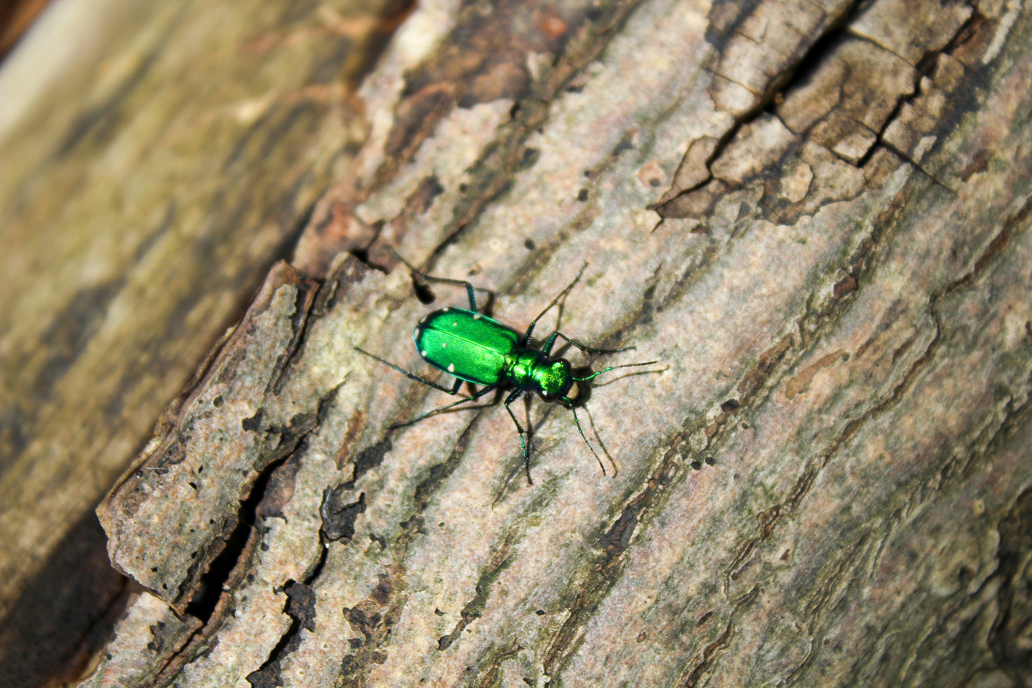 JOURNAL OF INSECT SCIENCE期刊的推荐理由？