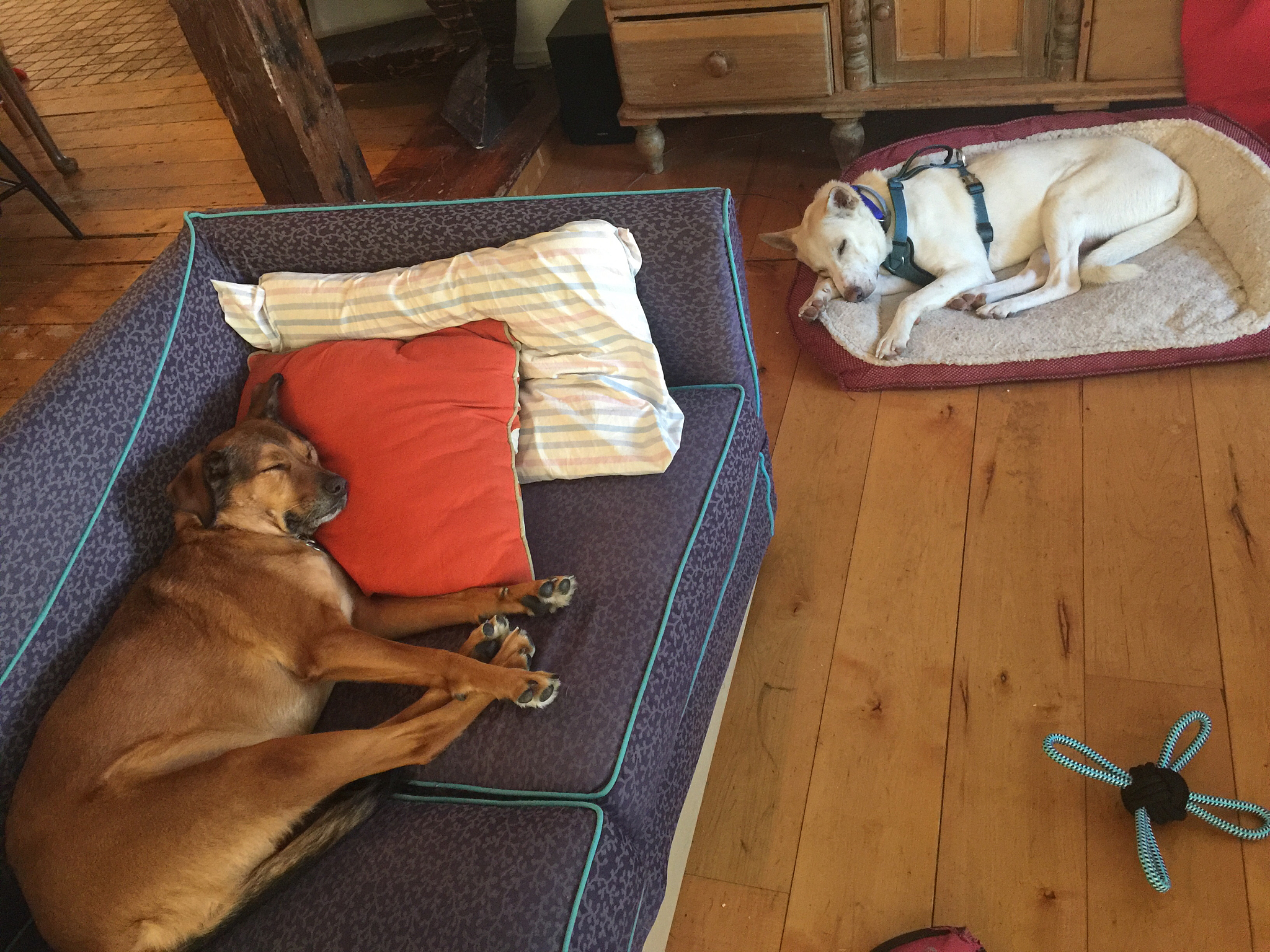 宠物殡仪：用爱与尊重送别毛孩子，留下珍贵回忆