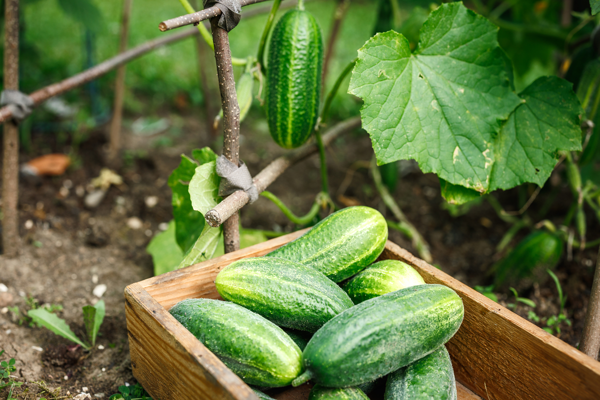 黄瓜育种方案计划书：提高产量、抗病性、适应性