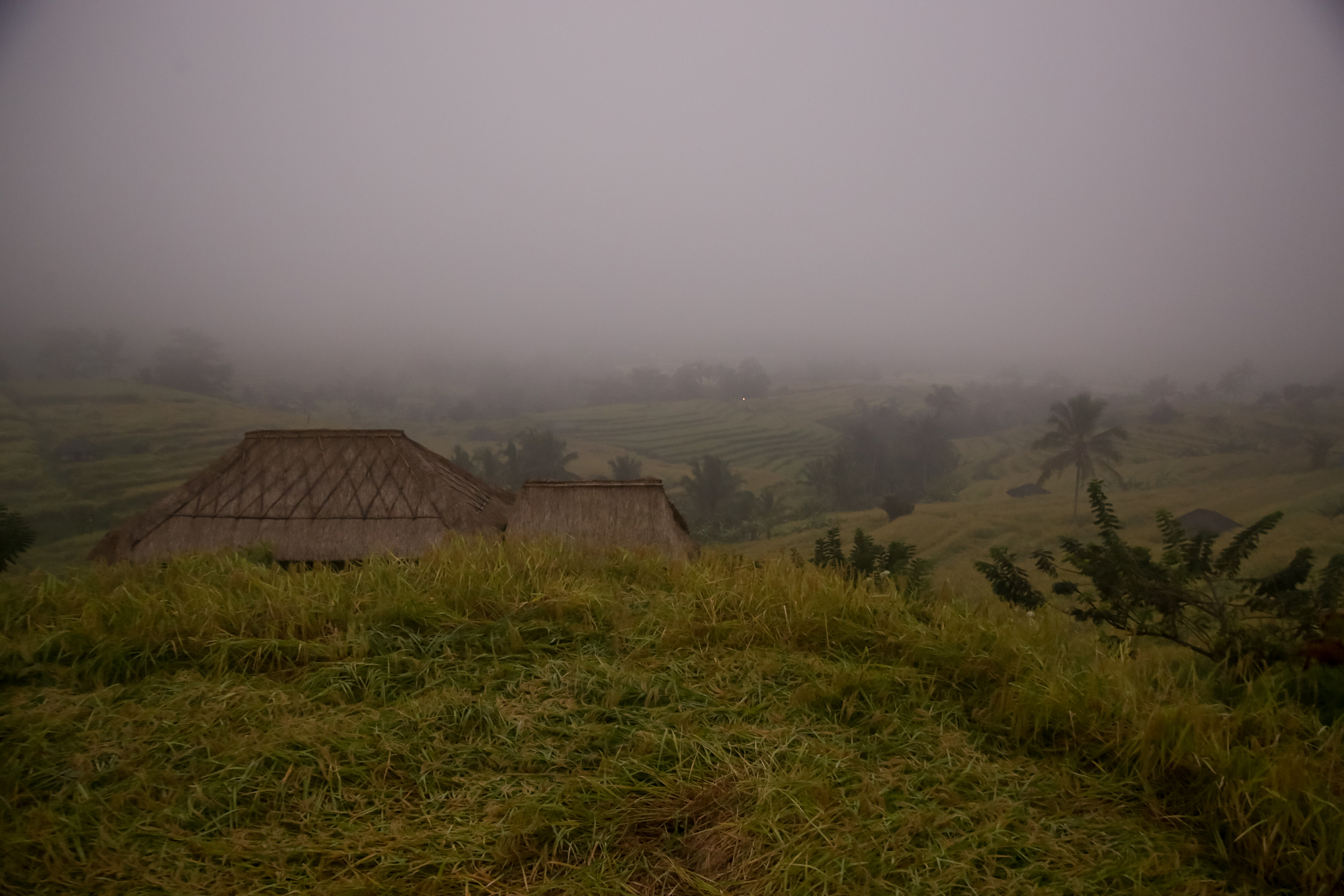 the rice fields of jatiluwih (bali) during the rainy season