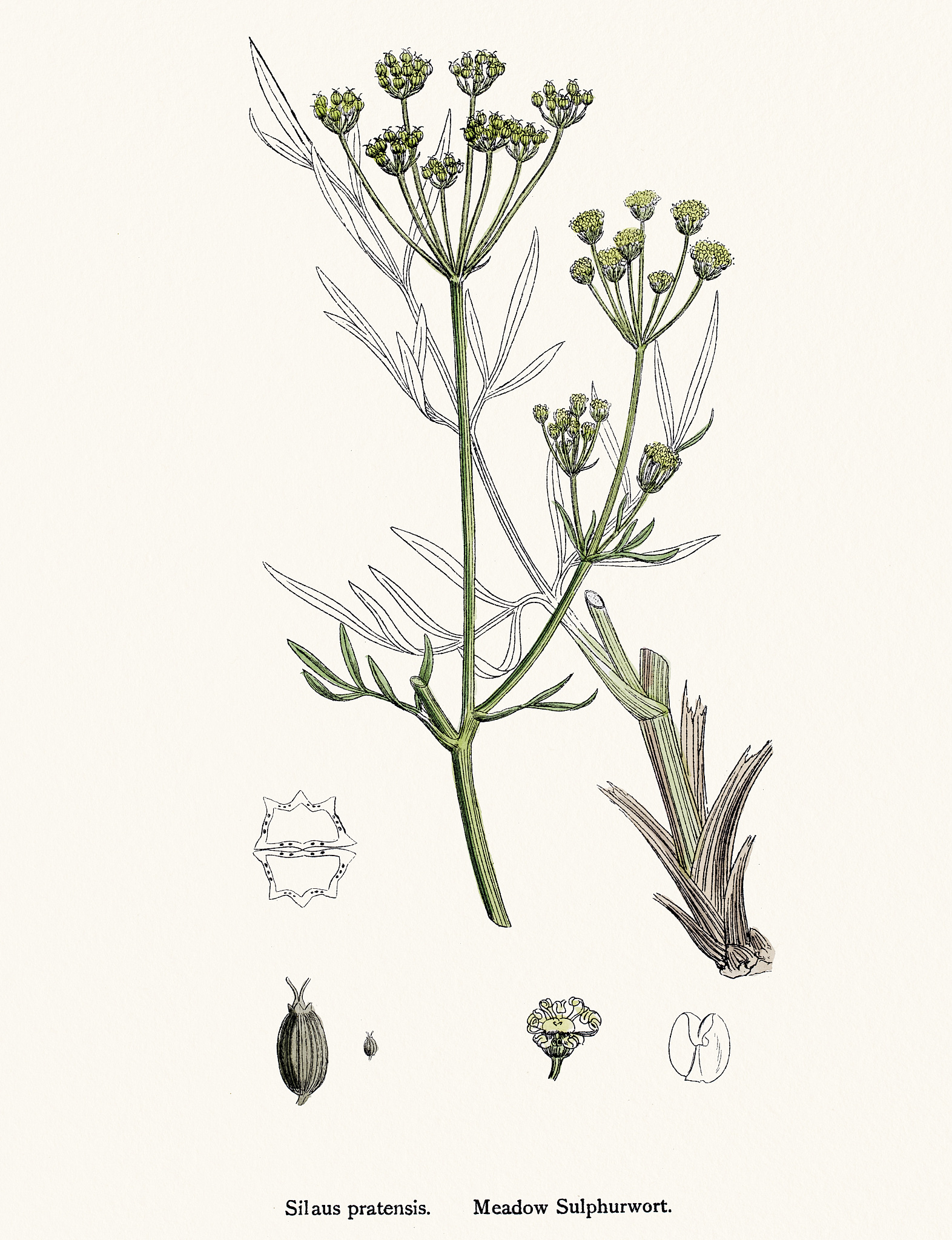 植物配子体发育 - 解读植物生殖的关键阶段