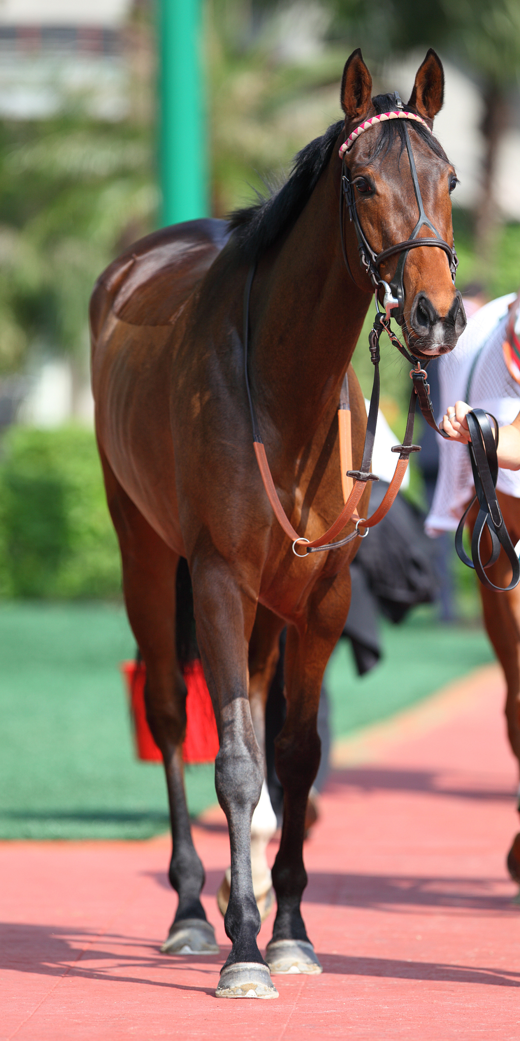 horse