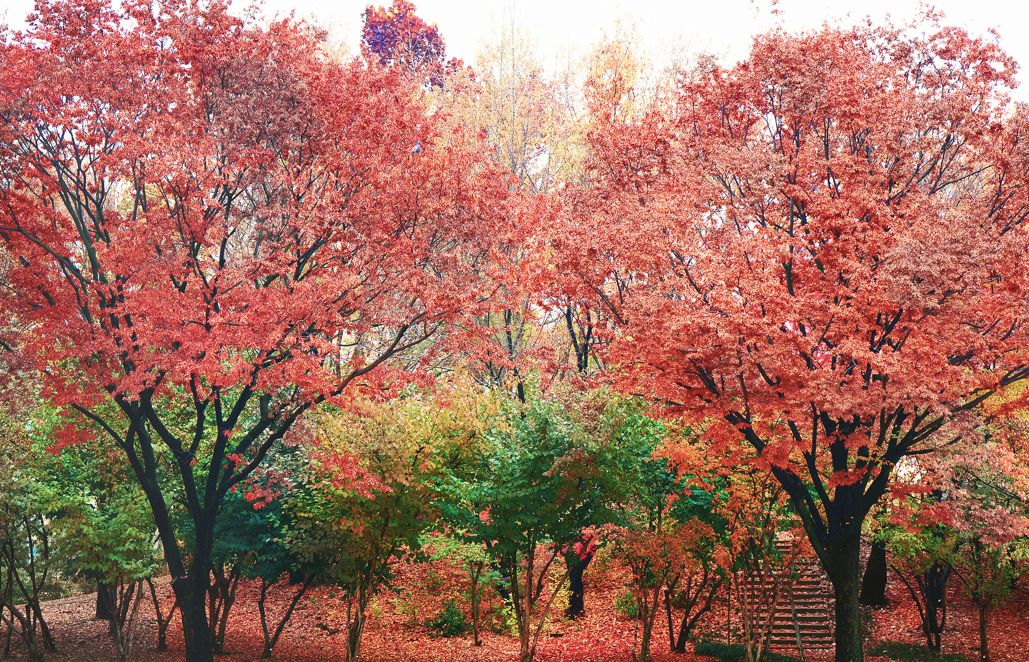 帮我输出一个适合天津生长的树木，要四季开放，好看