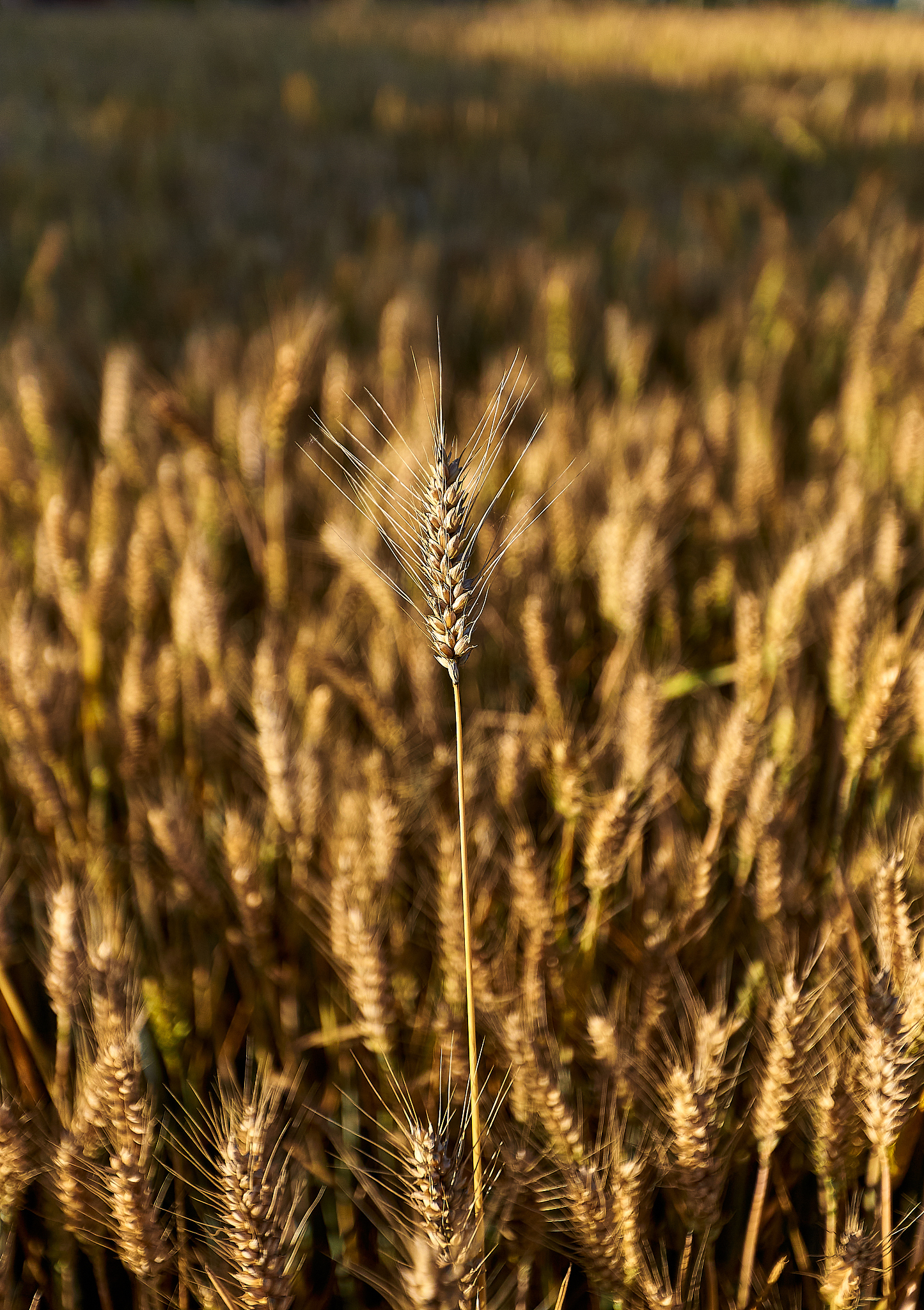 燕麦花语：坚强、宁静与健康的象征