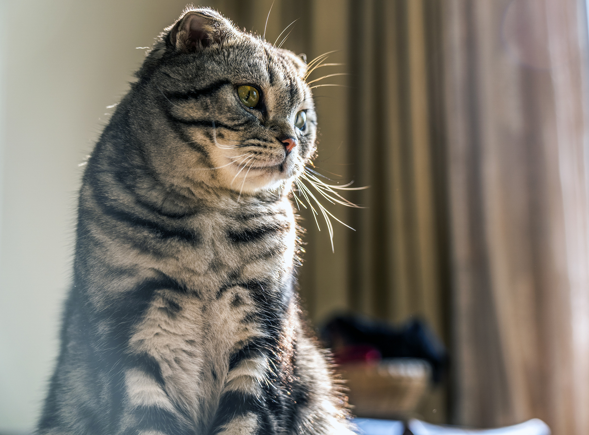 现在我是主人你是猫你叫neko