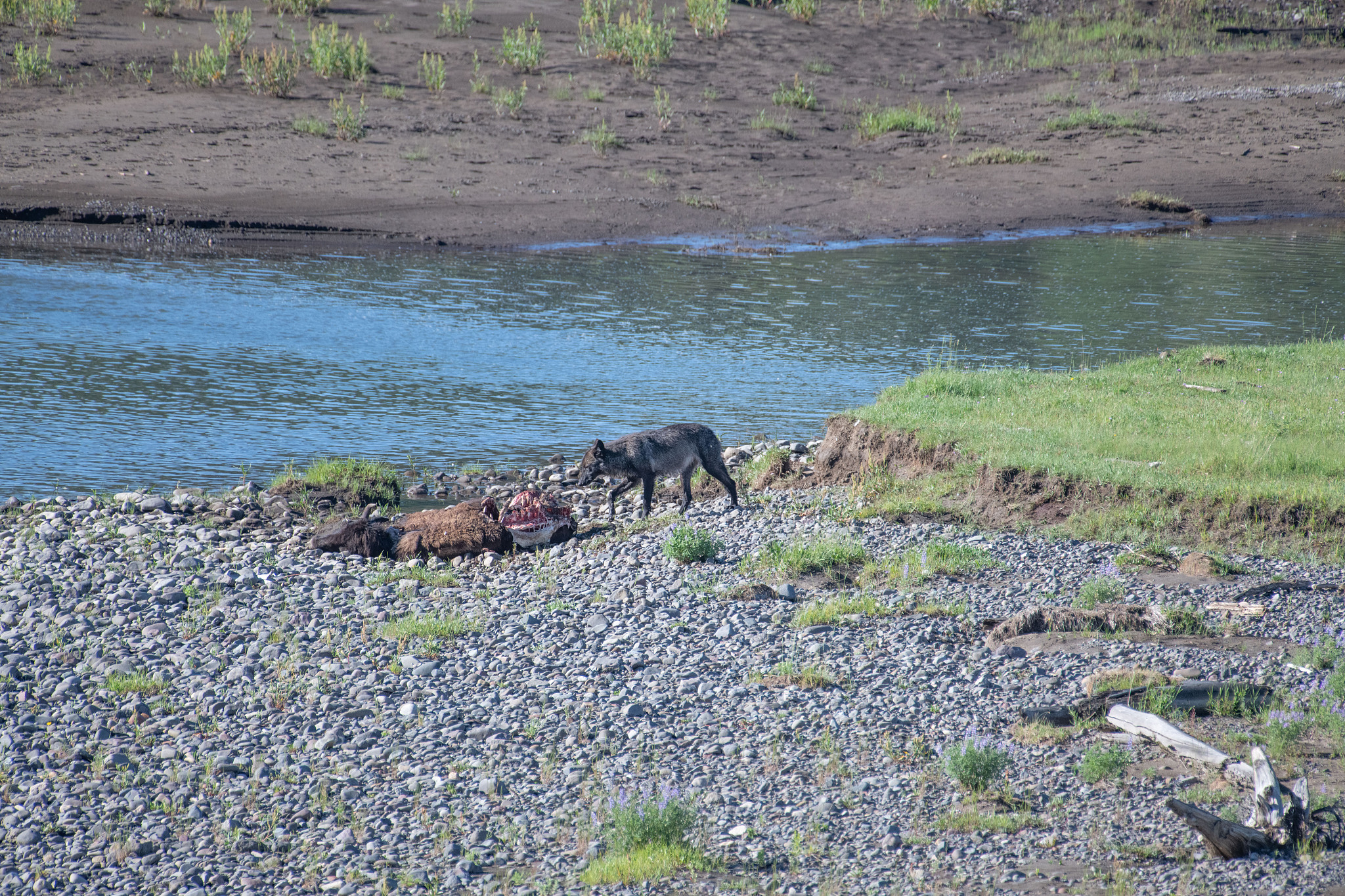 美国的神话代表动物：独角兽、大脚怪、美洲狮等