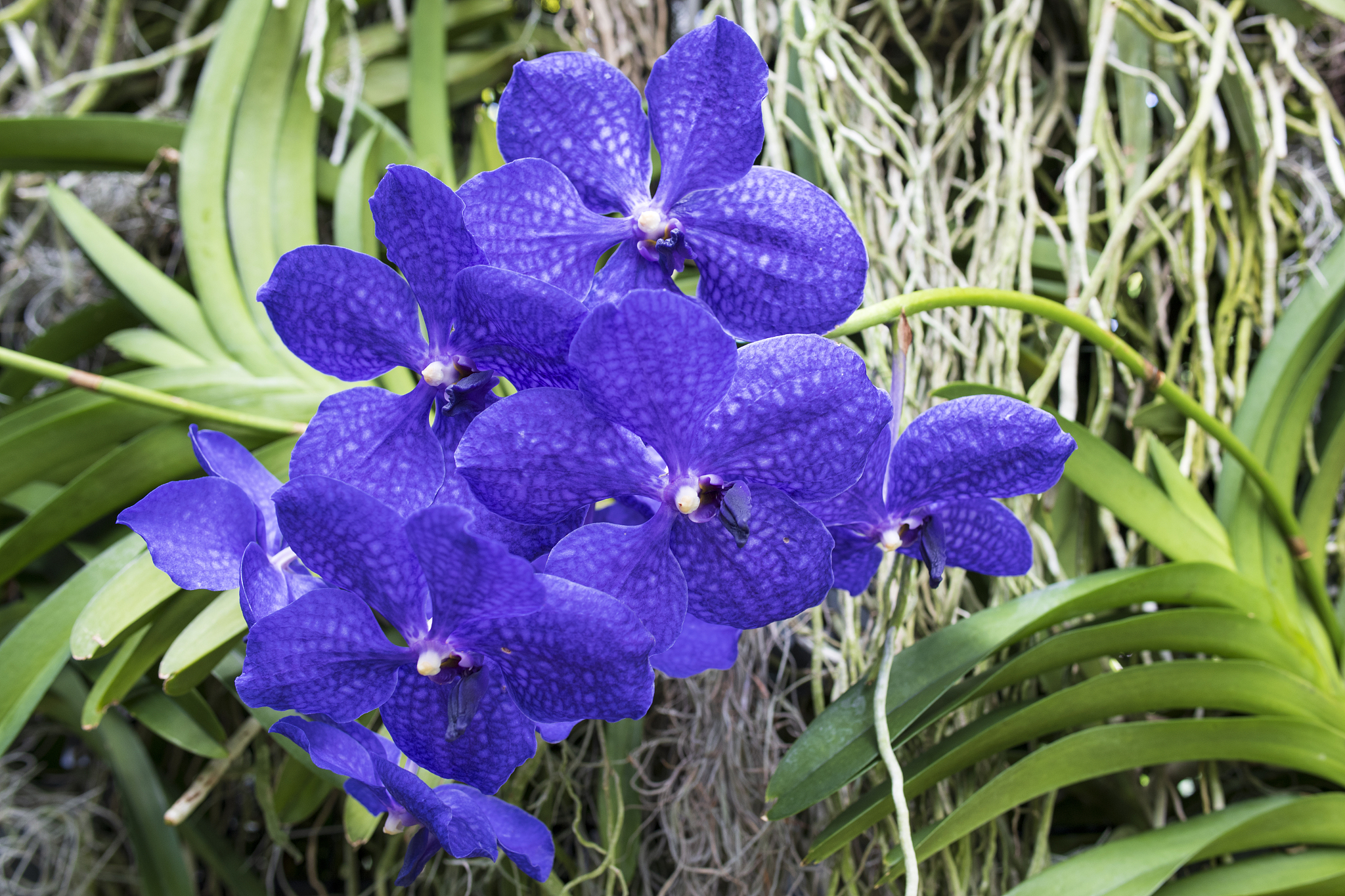 orchids