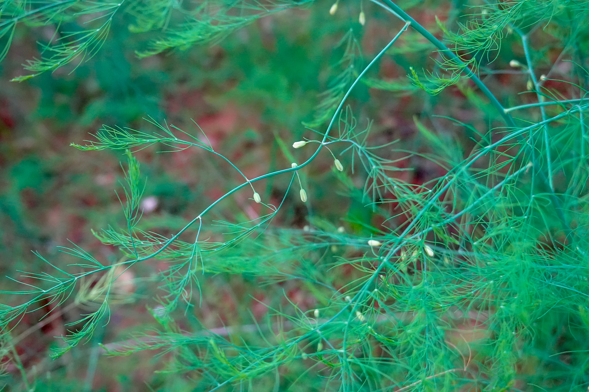 chinese herb medicine asparagus officinalis l. grow in summer