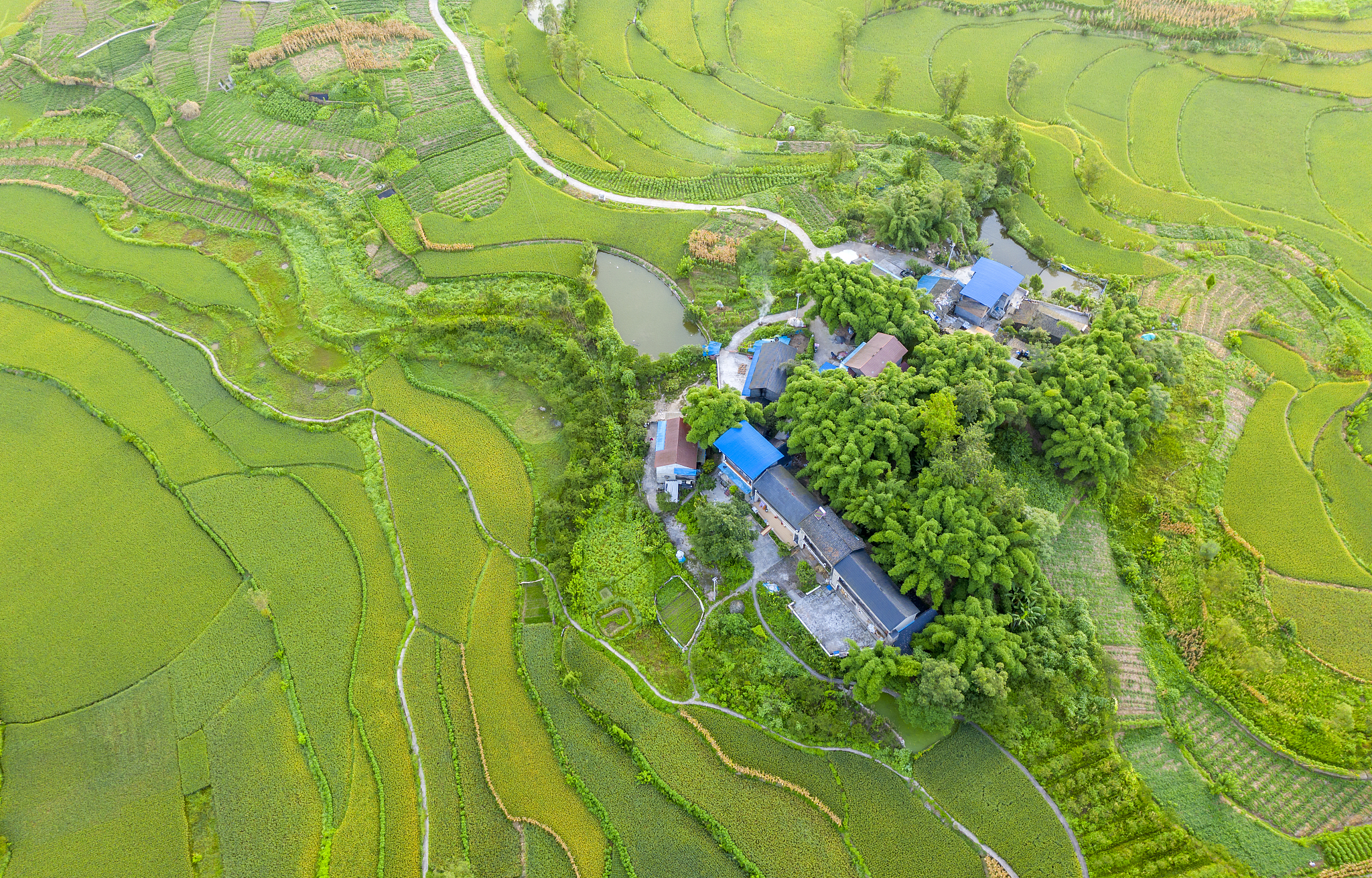 绿色中国，美丽乡村：花园村与寀卢村绿色生活调研报告
