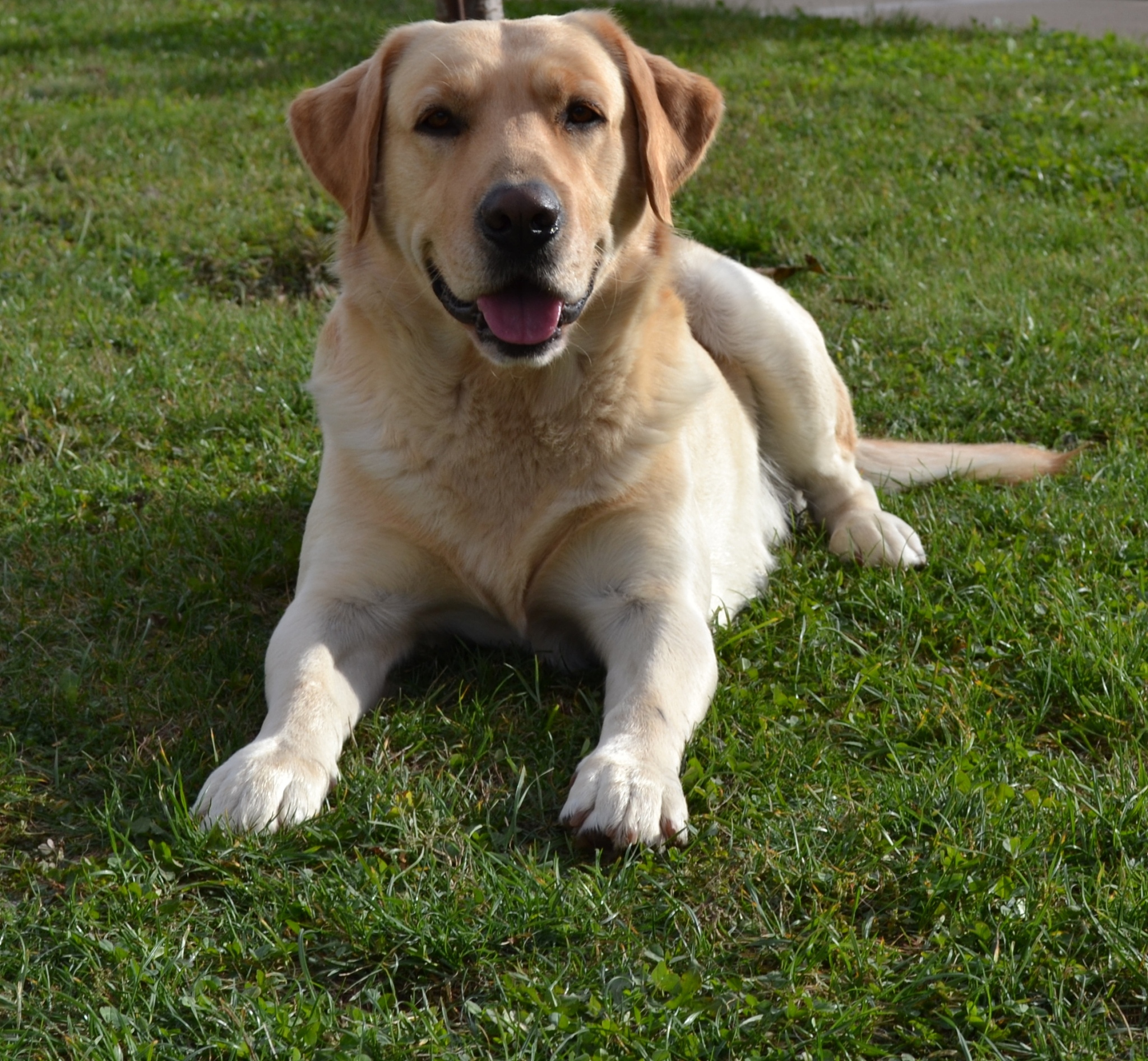20种常见的狗品种：从拉布拉多到藏獒