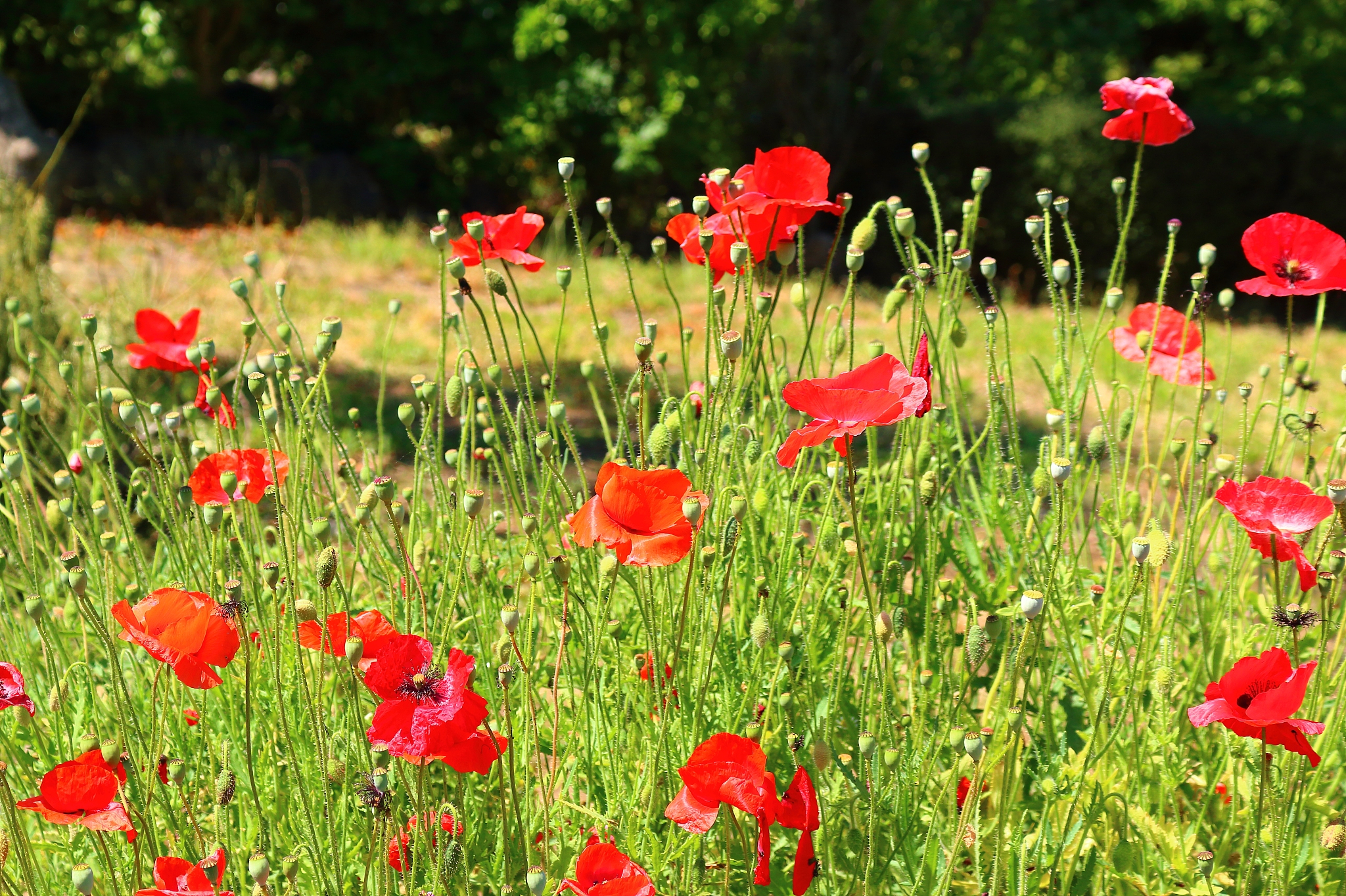 spring, flowers, spring flowers, wildflowers, flower beds, garde