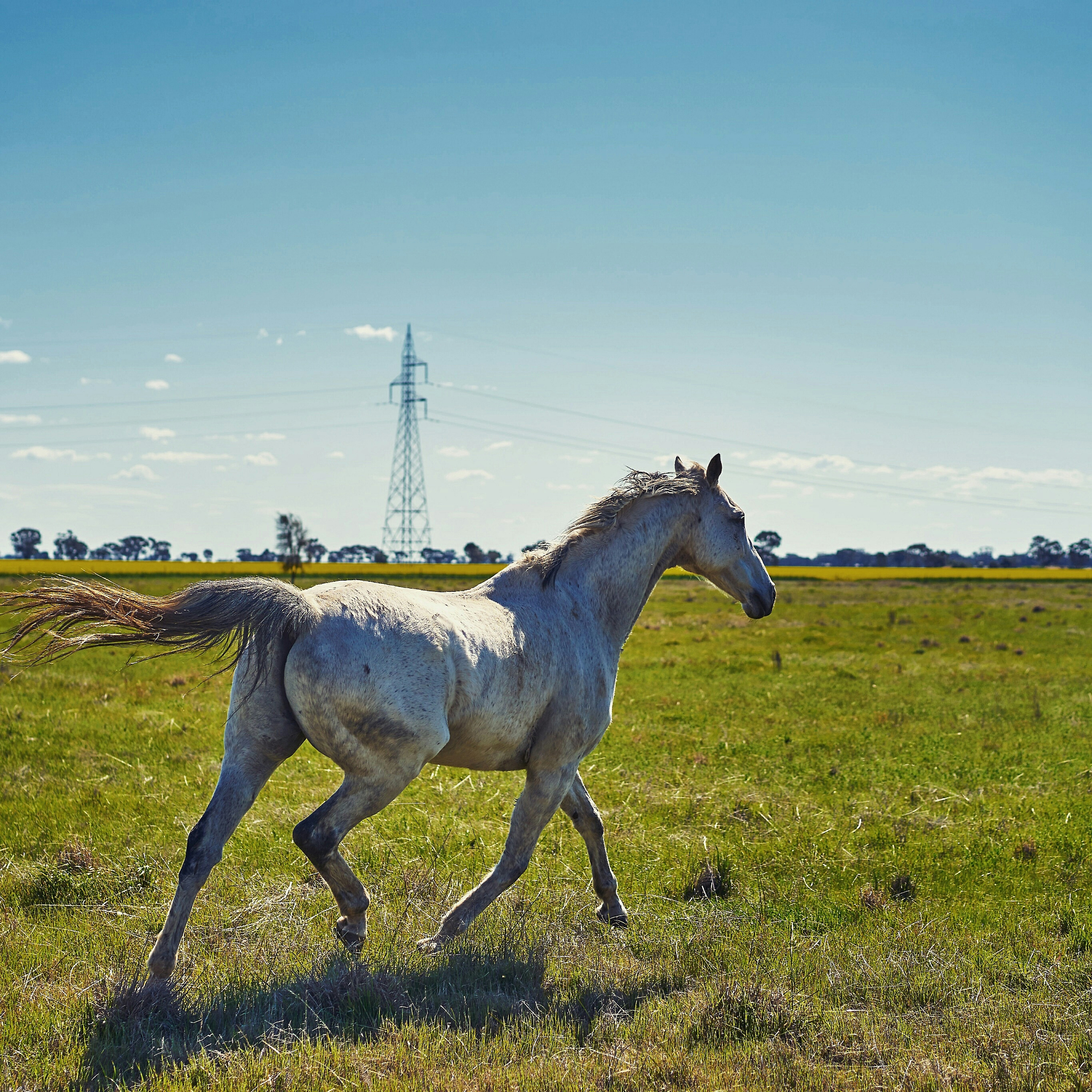 horse running on field against sky