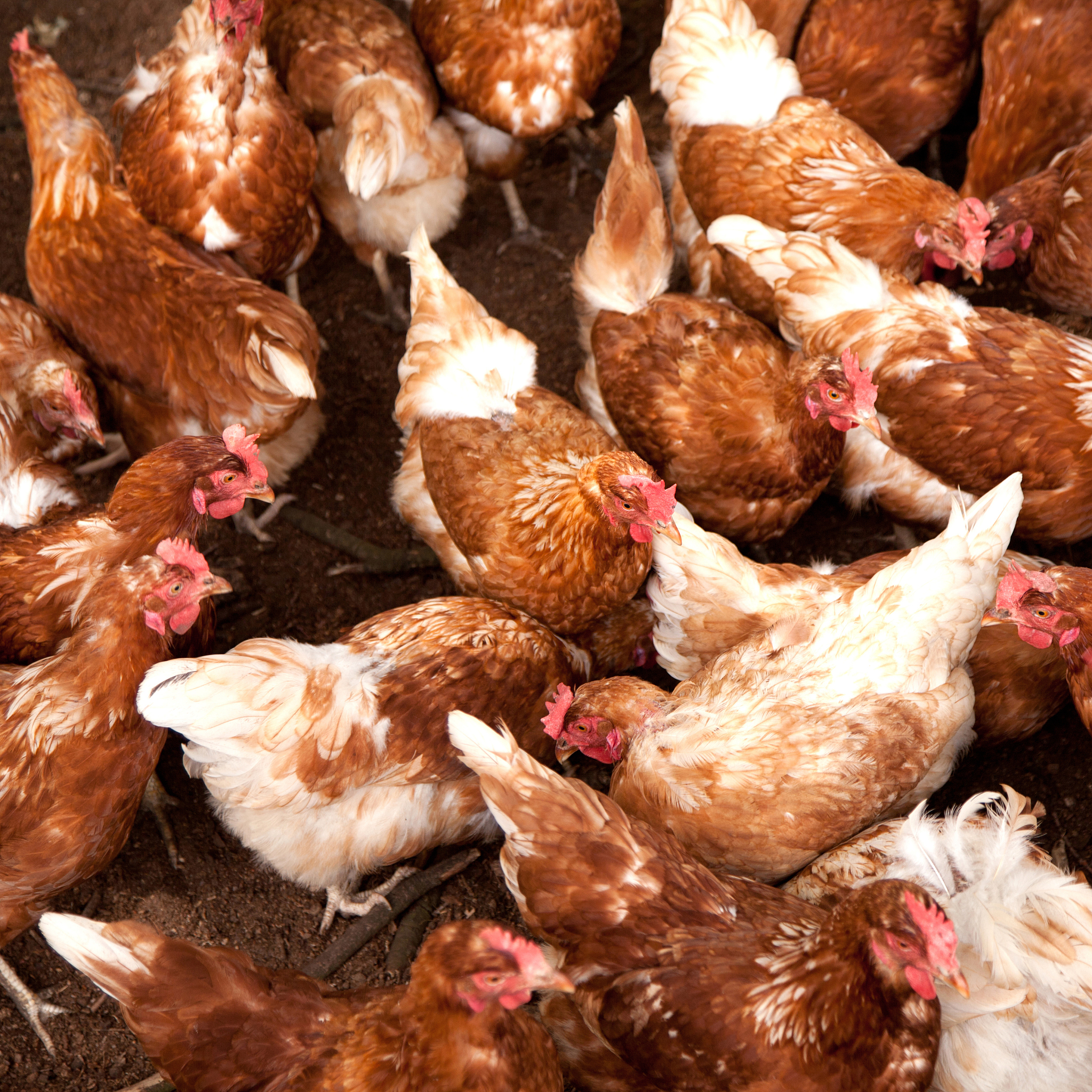 五指毛桃鸡和窑鸡区别：外观、体型、肉质、生长环境对比