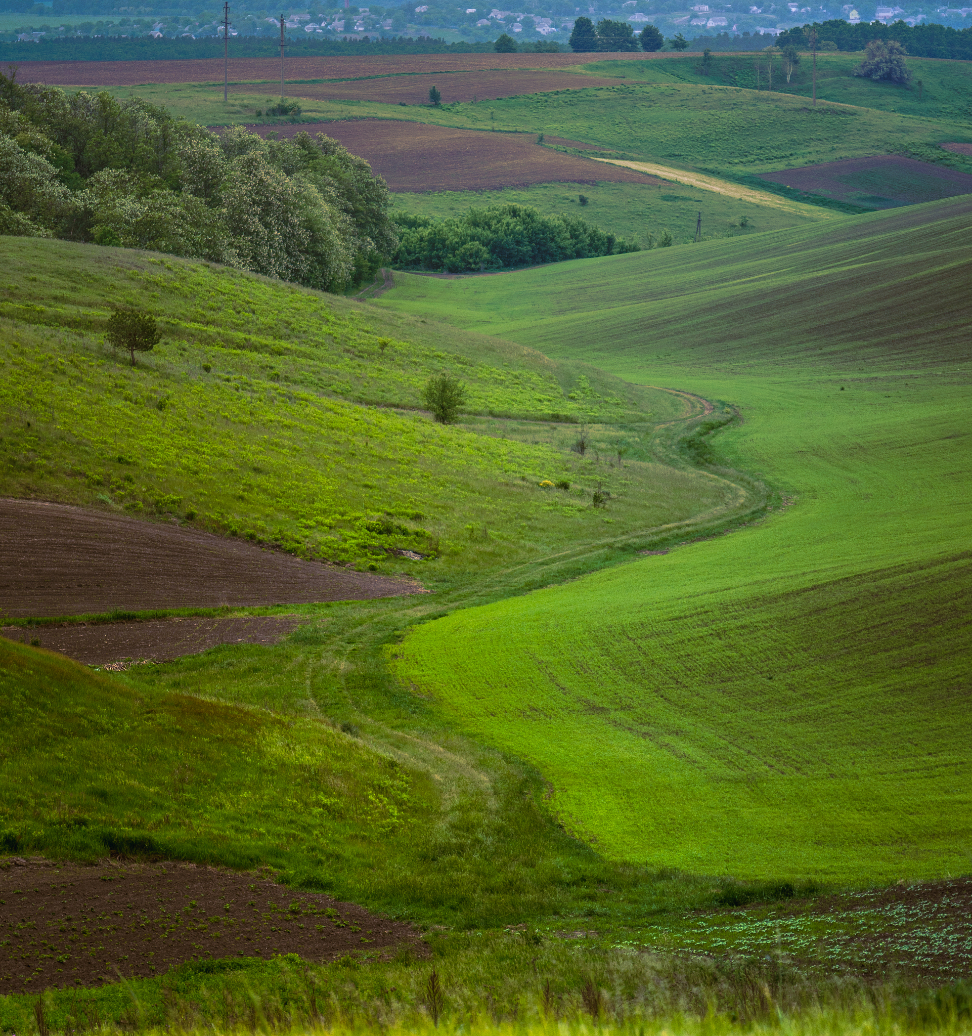 fields landscape in summer sunset and sunrise