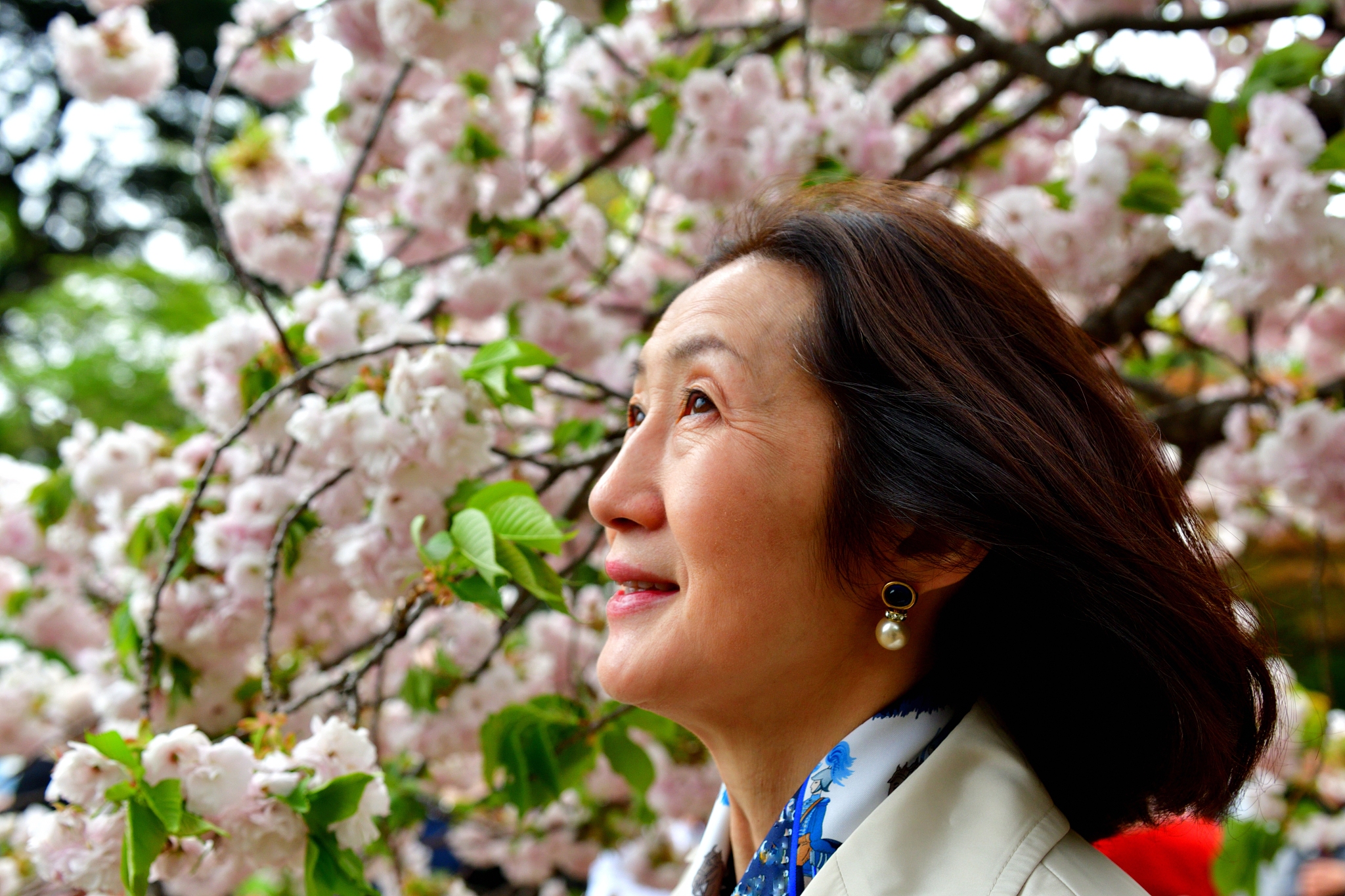 japanese woman appreciating cherry blossom in tokyo
