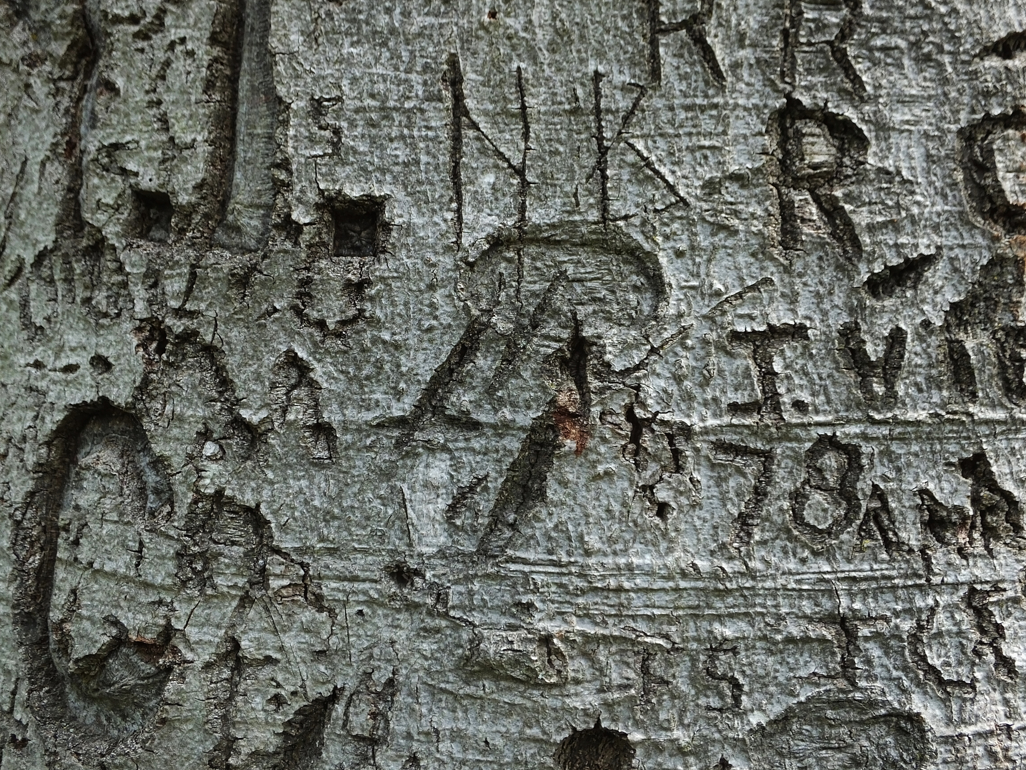 wood bark - s<strong>e</strong>ries e 01