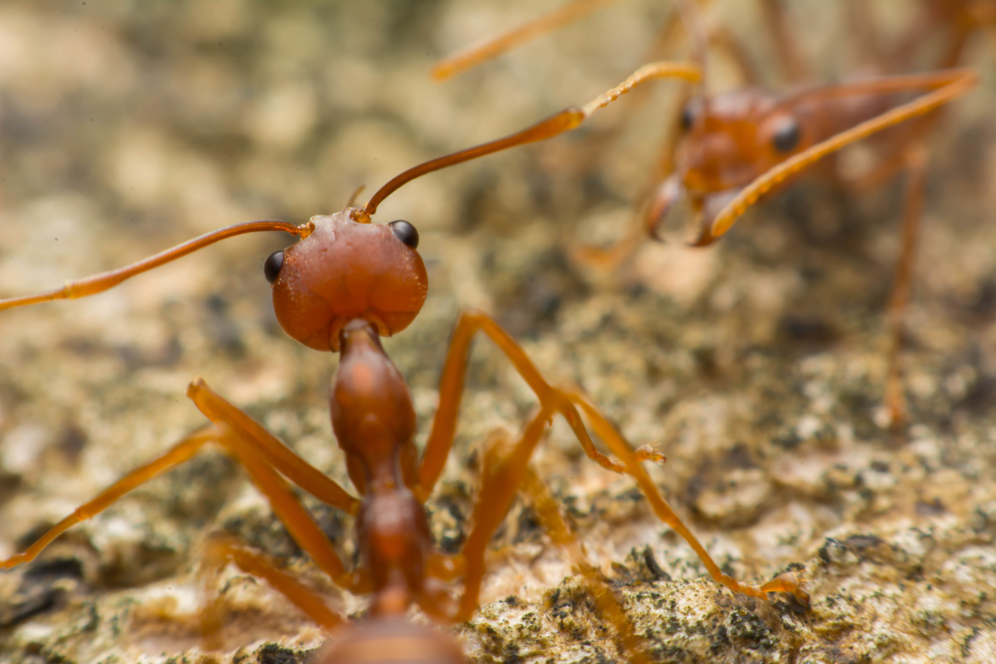 车边总是有大蚂蚁怎么回事
