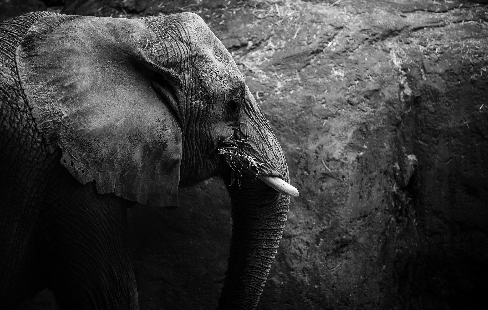 大象公会是什么