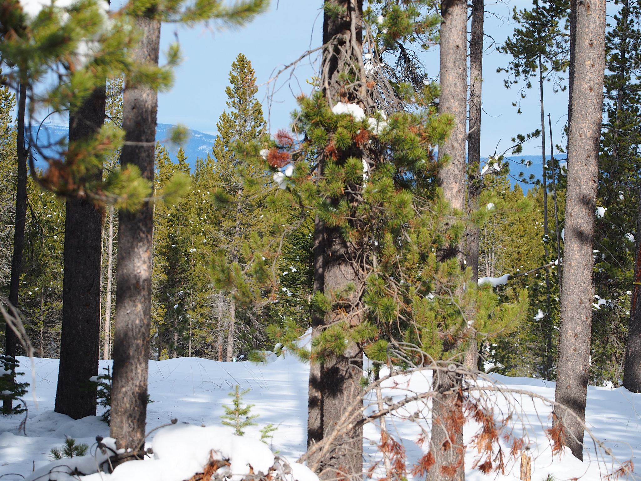 Cozy Up for Winter: Chimney Cleaning and Wood Stove Warmth