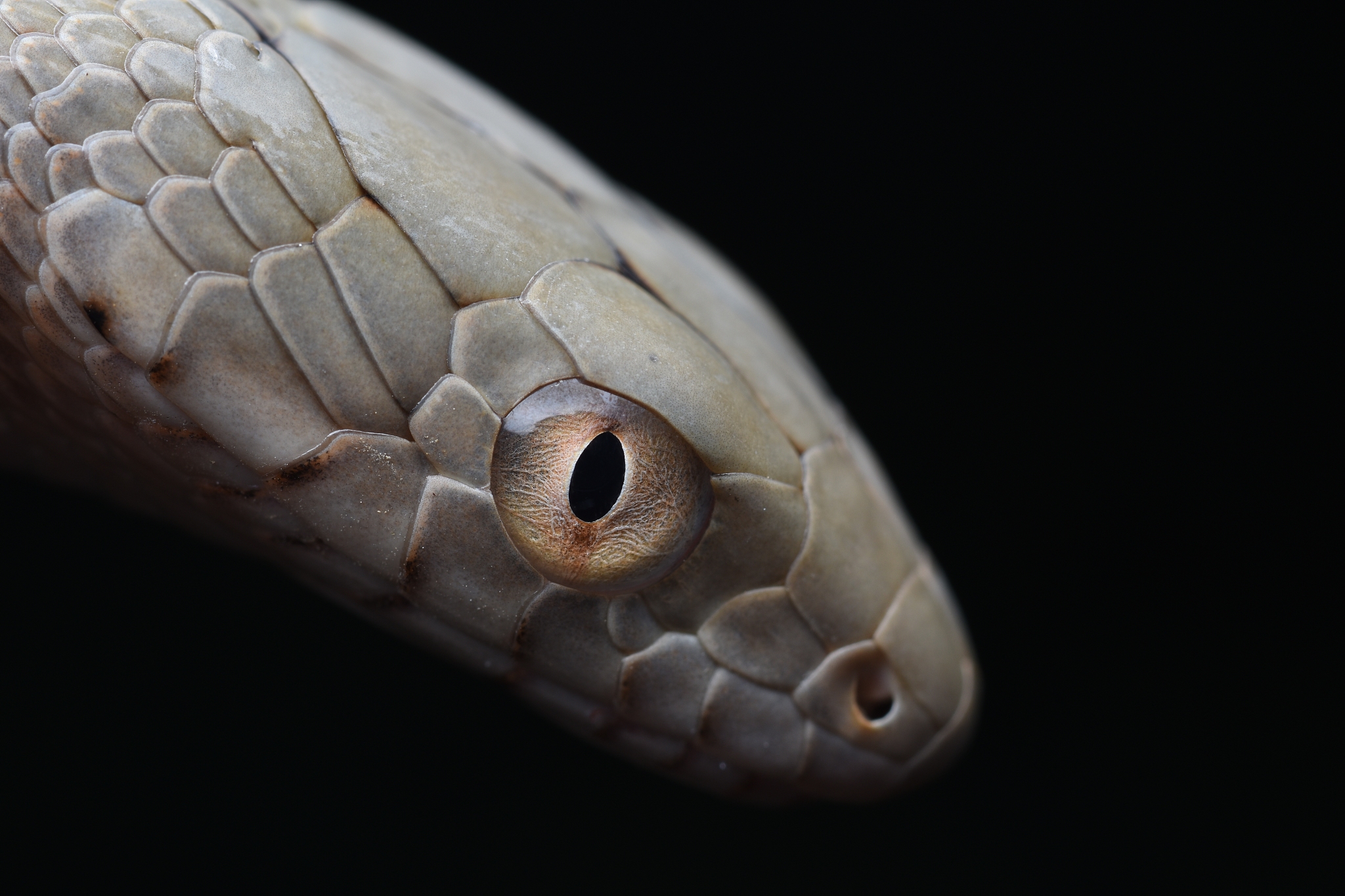 斗罗大陆之足玉缠绕