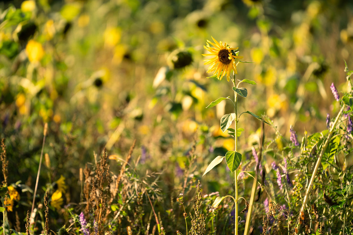 阳光的百变模样：300字感受生命的活力