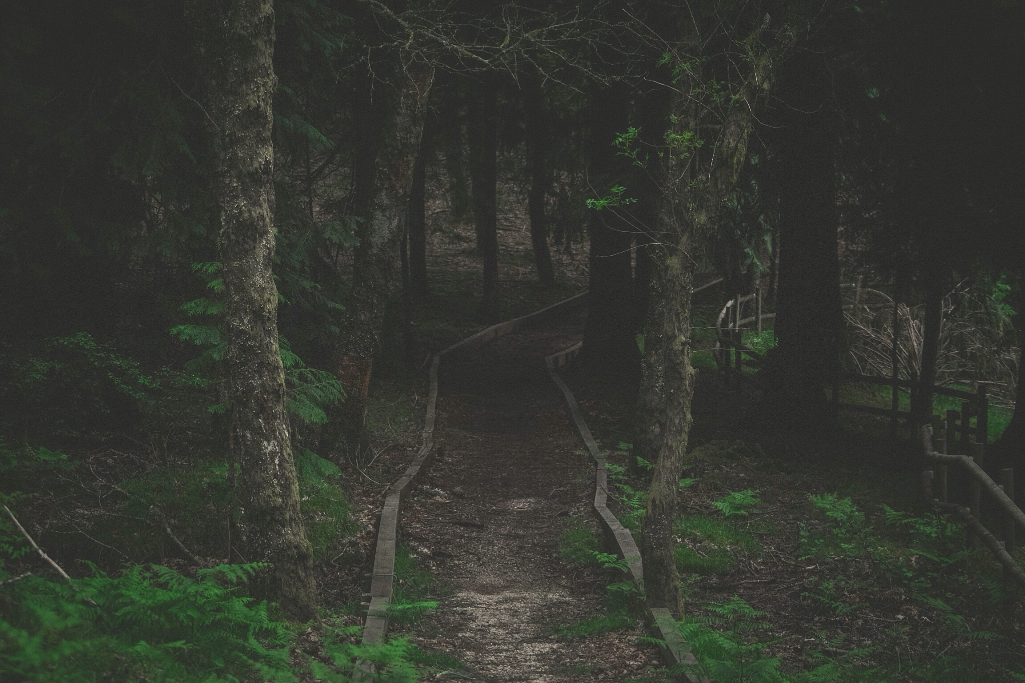 为追逐。。，她闯入森林，迷失了方向。密密的树林阻隔了通向远古的道路。横断的粗树干露出时间卷曲的发丝，叶子轻轻摇曳着过去和未来邂逅的点点滴滴，叶子在唱一首哀怨的歌，为时光流转中的不可挽回的凋零