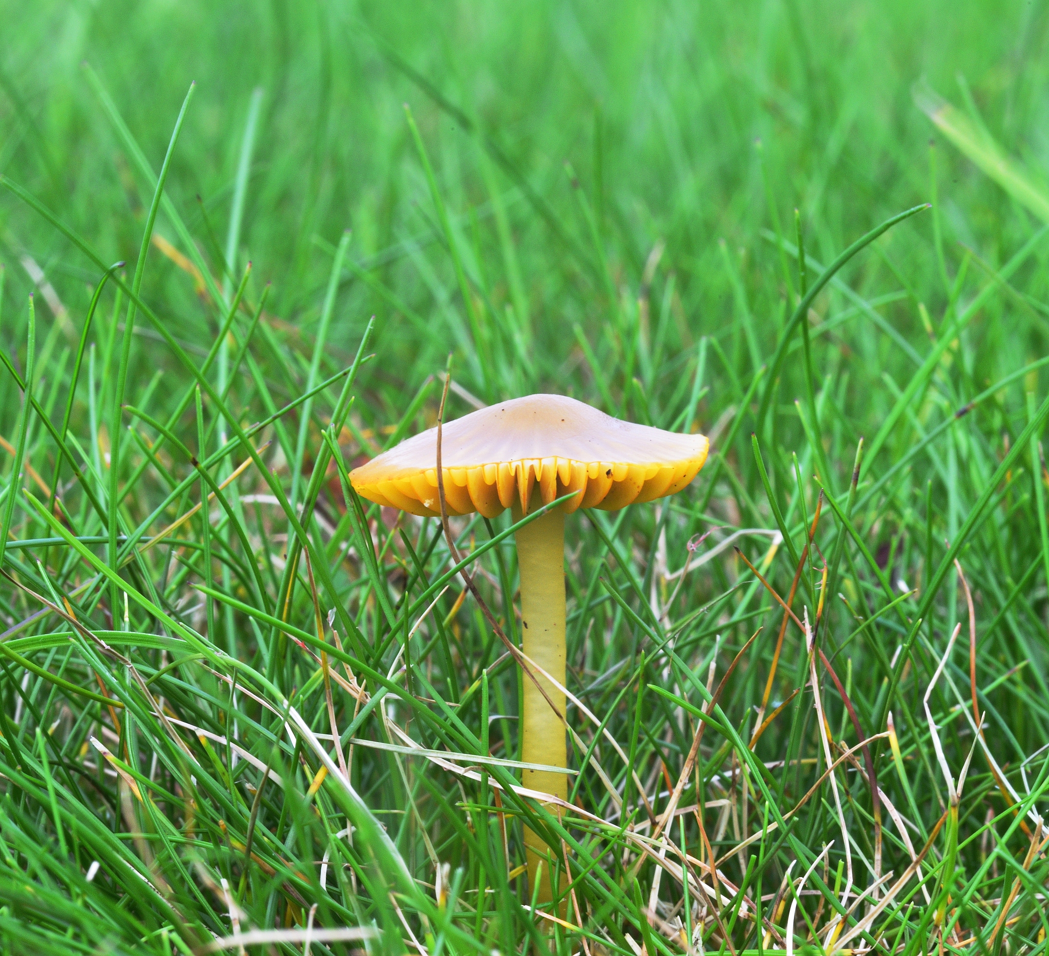 探索真菌世界：Fungal Biology期刊研究范围深度解析