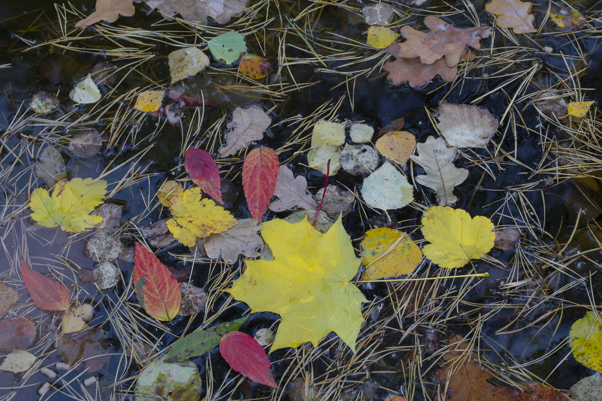 autumn background. fallen yellow leaves in water close-up