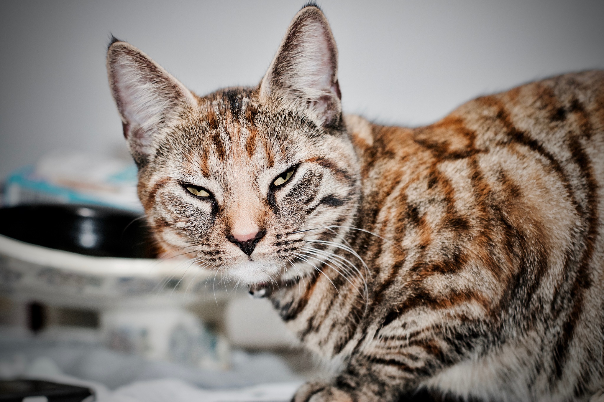 brown cat