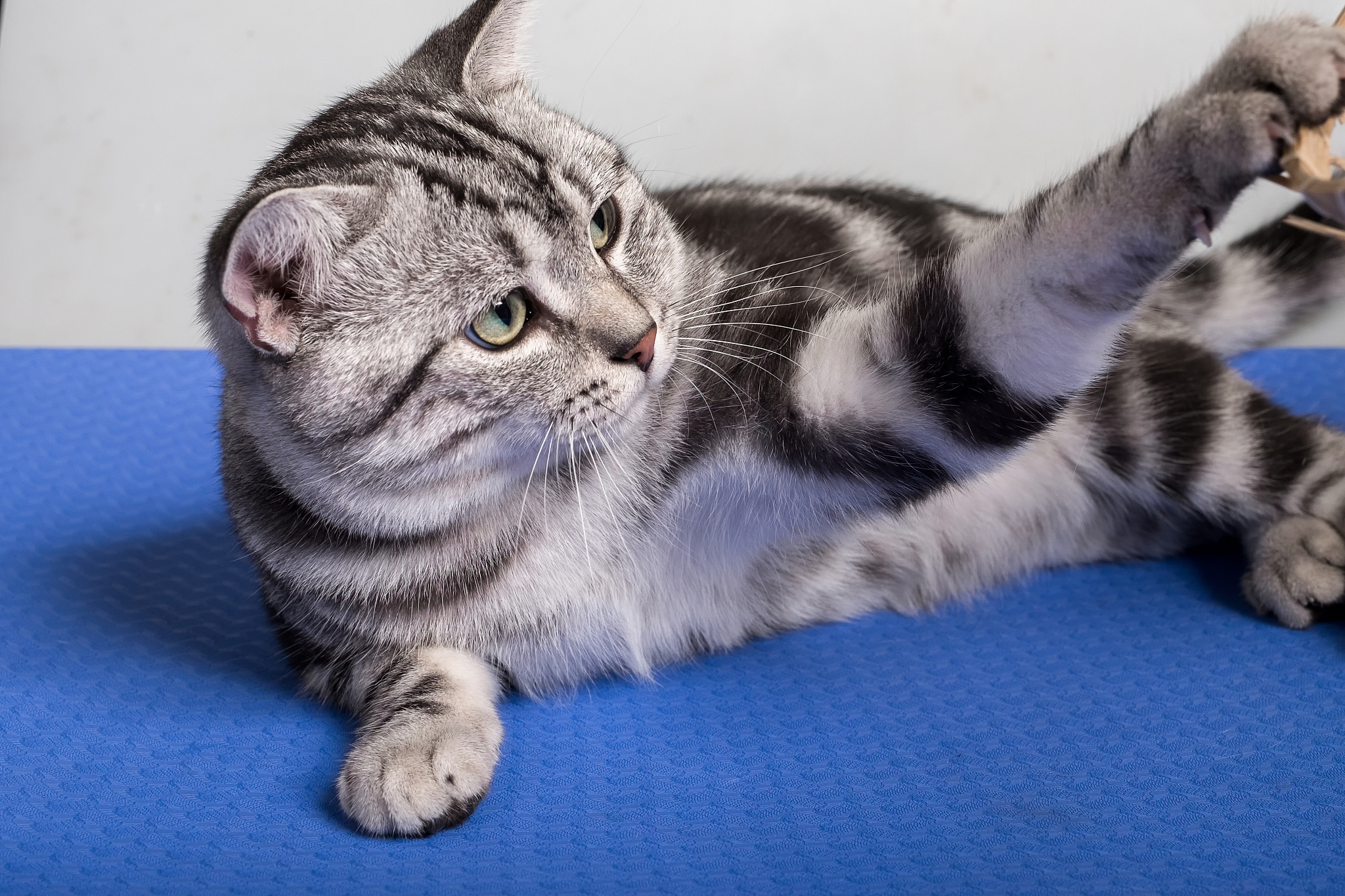 😻 免费领养！美短虎斑猫等你来抱走！🐱