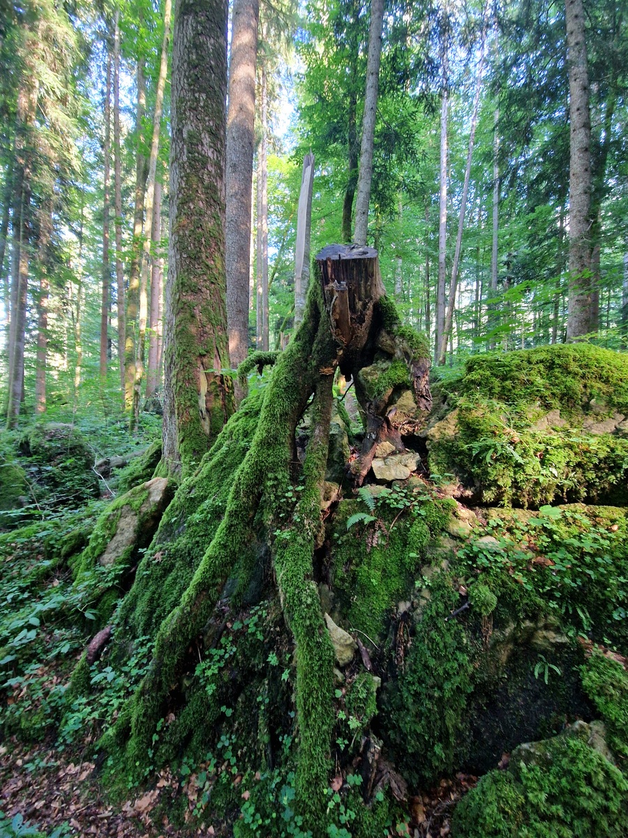 改写林窗作为森林一种常见的中小尺度干扰在提高森林的更新速率、优化森林结构功能和应对全球气候变化等过程中都扮演着重要角色。目前在林窗对森林小气候、细根及枯落物分解、土壤养分、物种组成及多样性、植物生物量和动物及微生物群落结构等方面均有研究。林窗形成的时间、形状、大小和分布都有可能对林窗的功能成不同的影响。