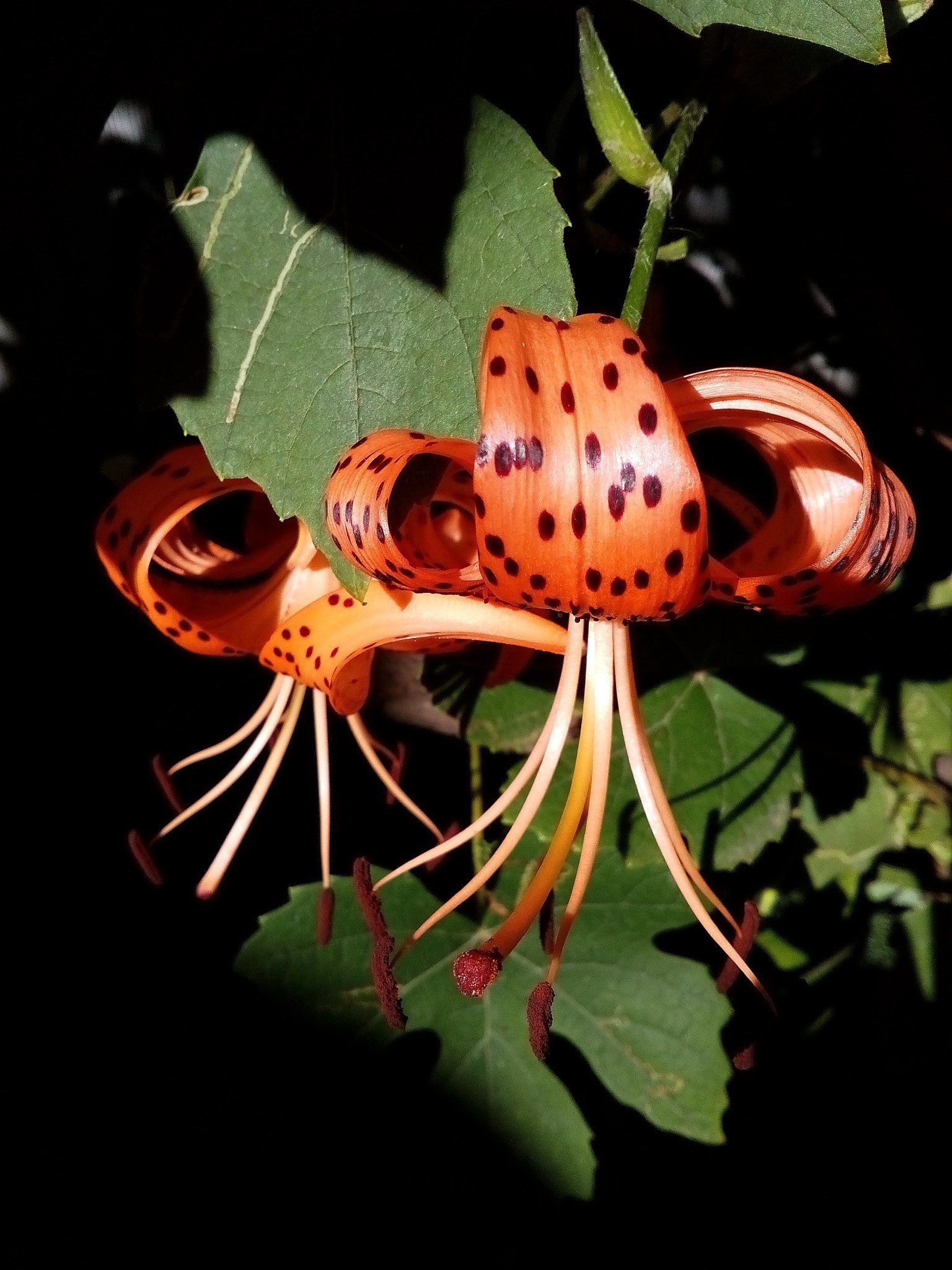 another kind of orange lilies