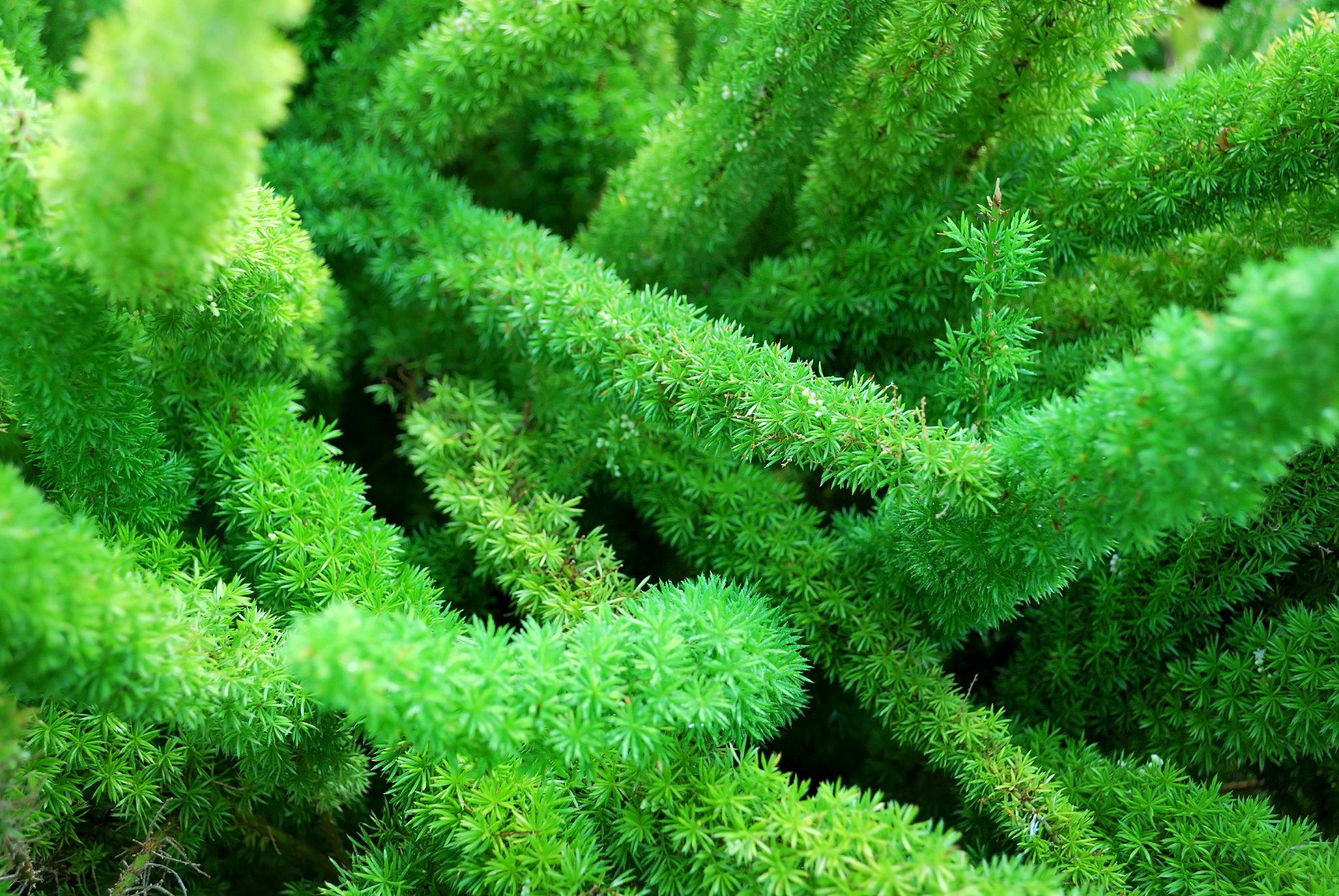 asparagas fern full frame background