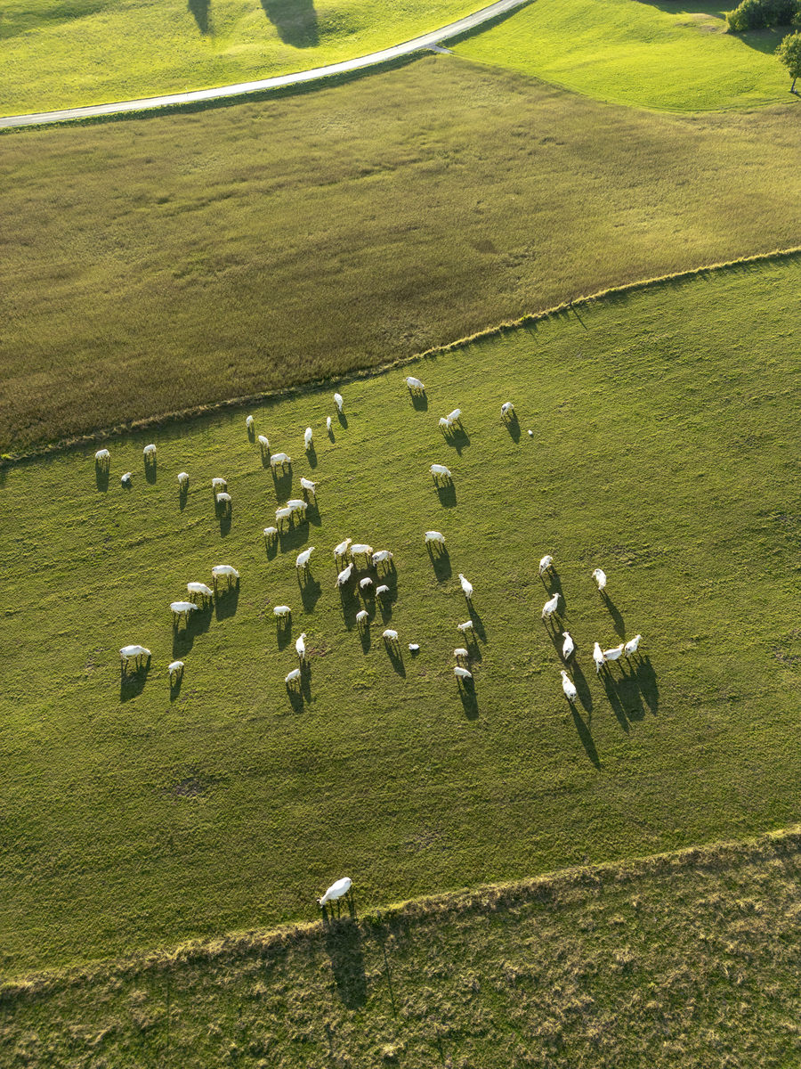 草原补播经济效益