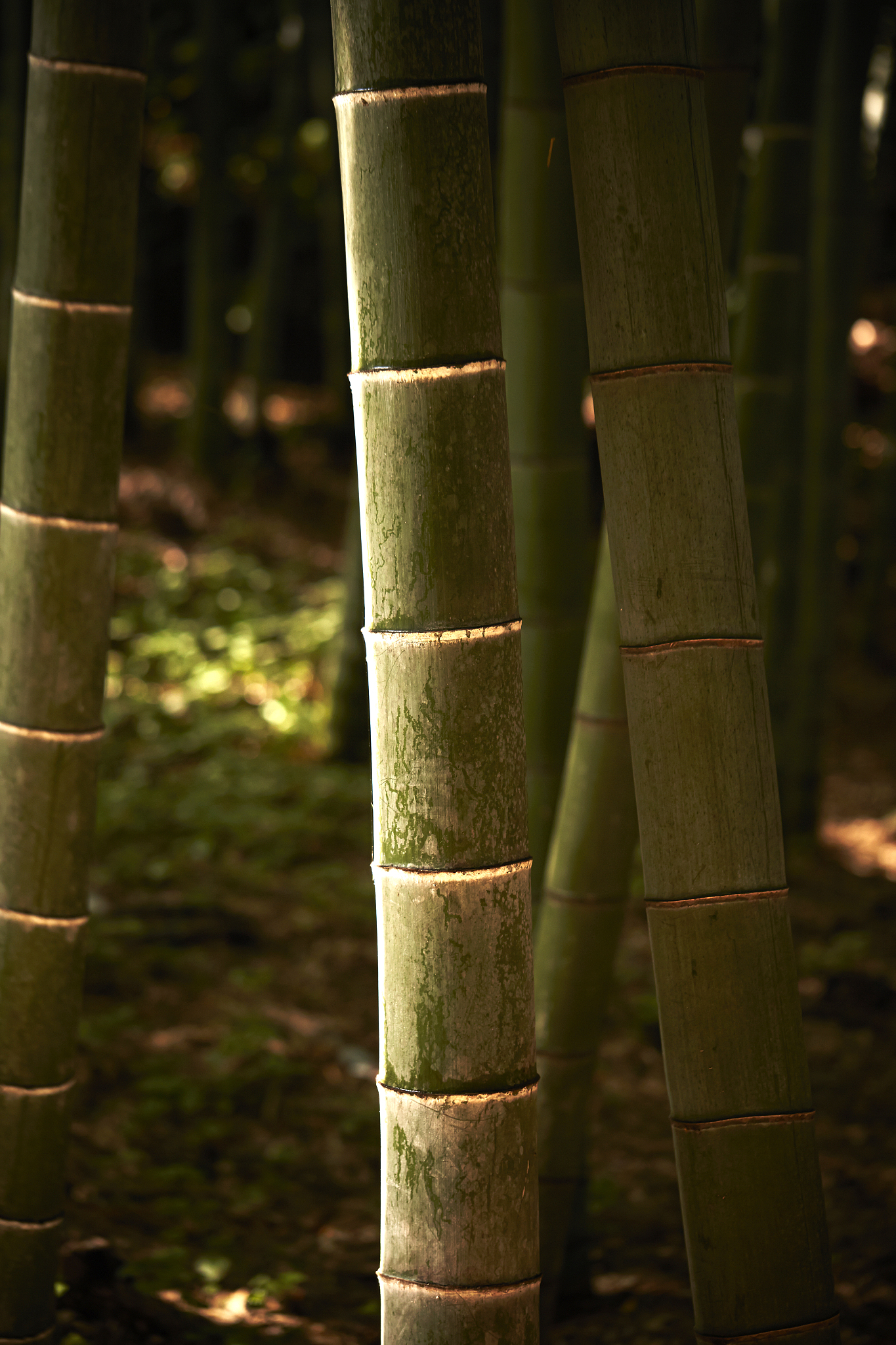 bamboo forest