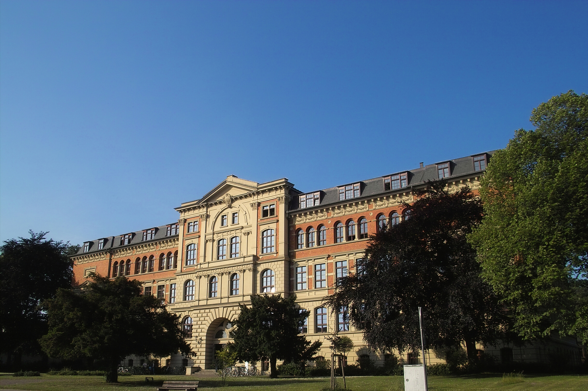 Iraqi Bull & University of Texas Longhorns: A Cultural Connection