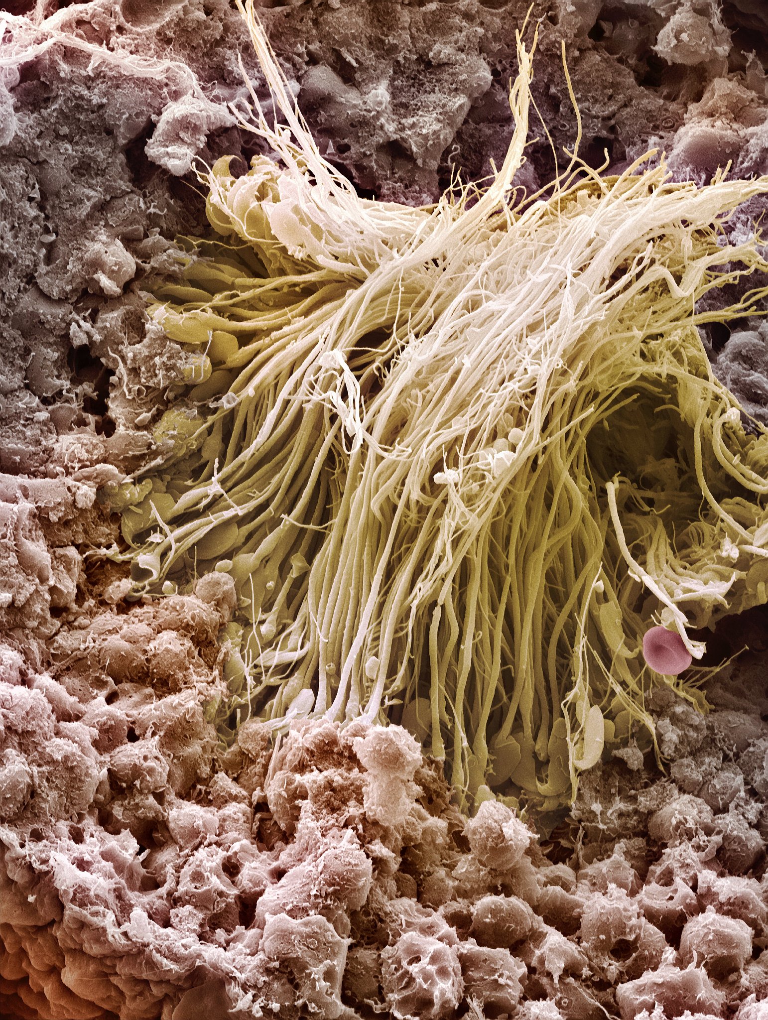 解读文献Tang R Zhu D Luo Y He D Zhang H El-Naggar A Palansooriya K N Chen K Yan Y Lu X Ying M Sun T Cao Y Diao Z Zhang Y Lian Y Chang S X & Cai Y 2023 Nanoplastics induce molecular toxicity in earthworm I
