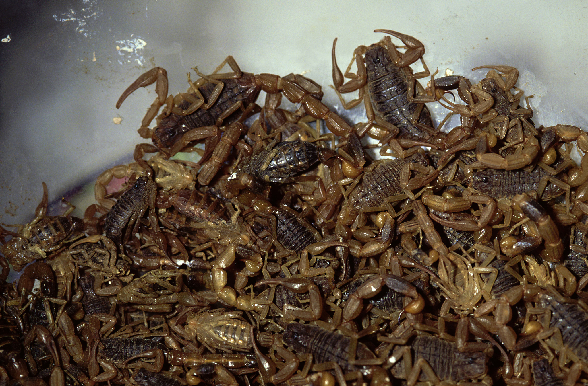 蝎子泡酒的正确方法和注意事项