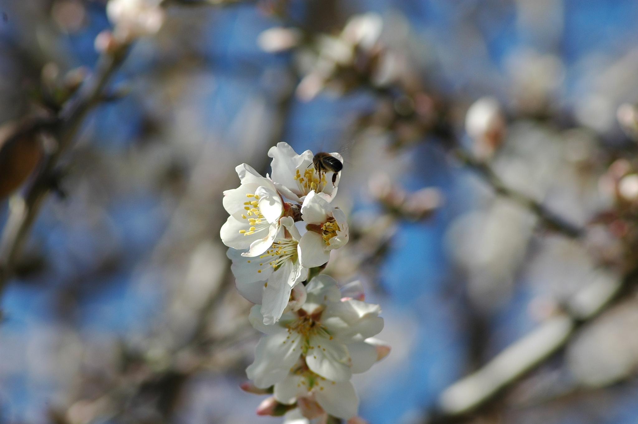 mandelblüte in spanien