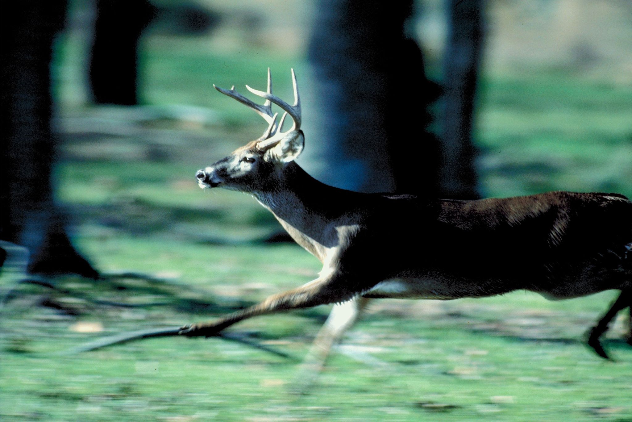 鹿的奔跑：速度与美感兼具的自然奇观