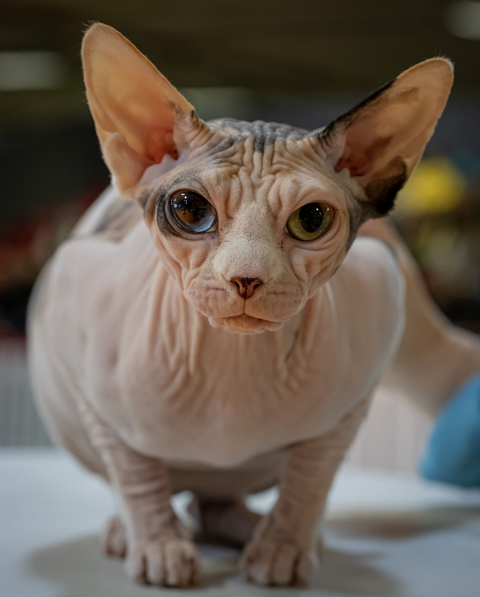 红河州农业学校畜禽生产技术专业好就业吗