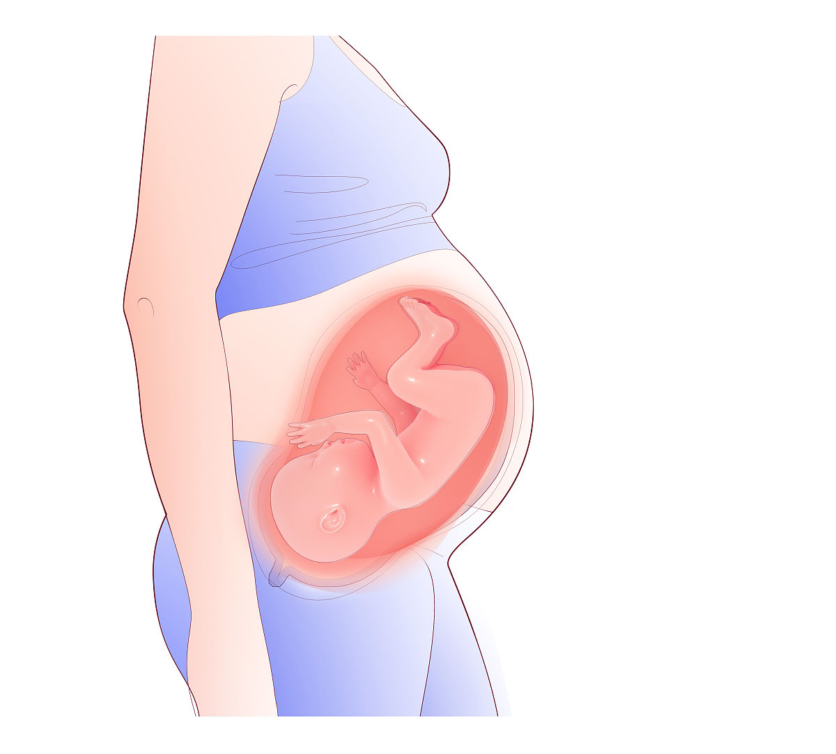孕妇线插图.