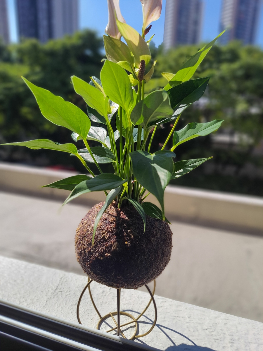 【绿植】盆栽植物大全 - 室内桌面办公室常青微景观绿植好养易活