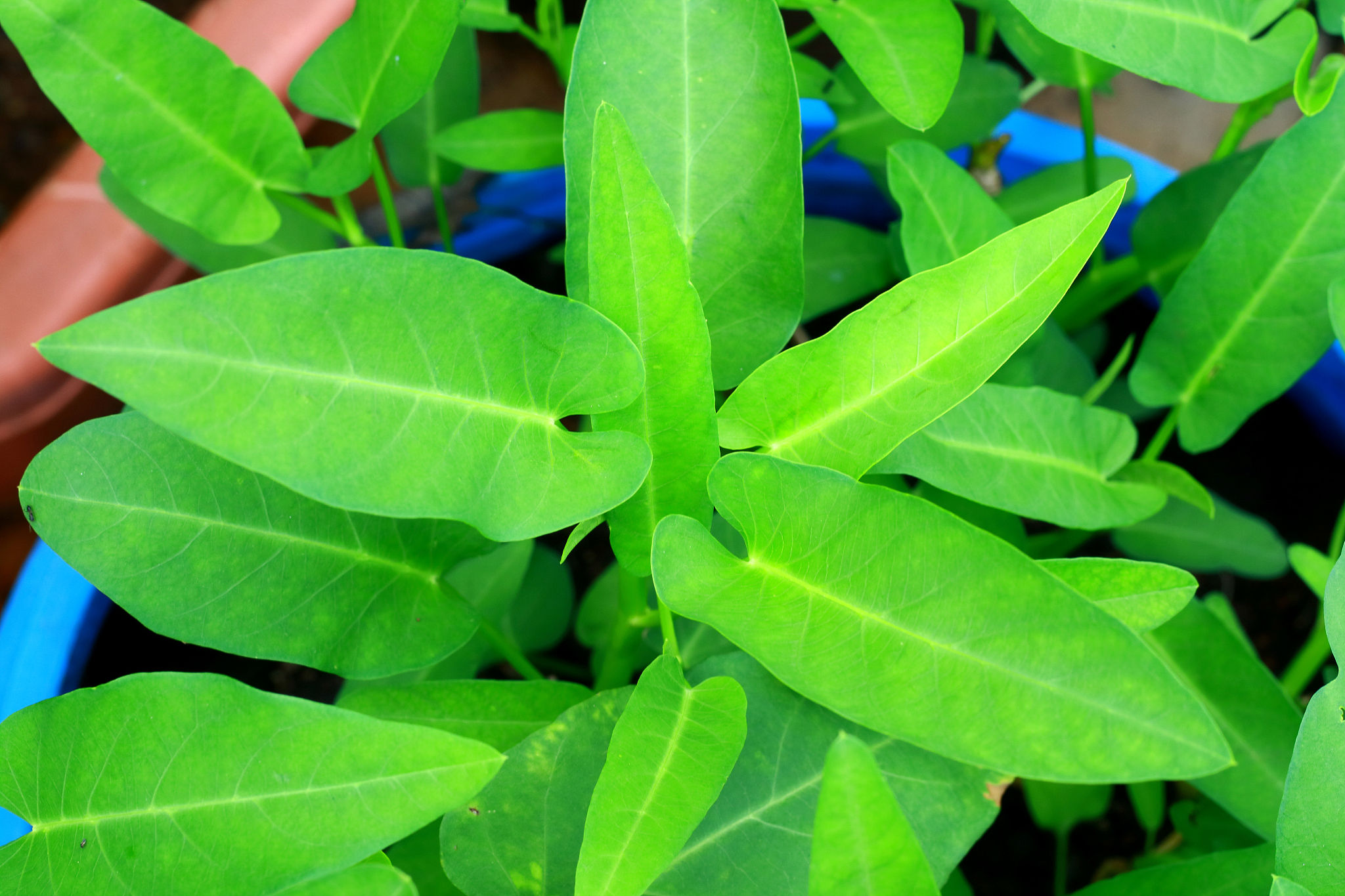 water spinach plants
