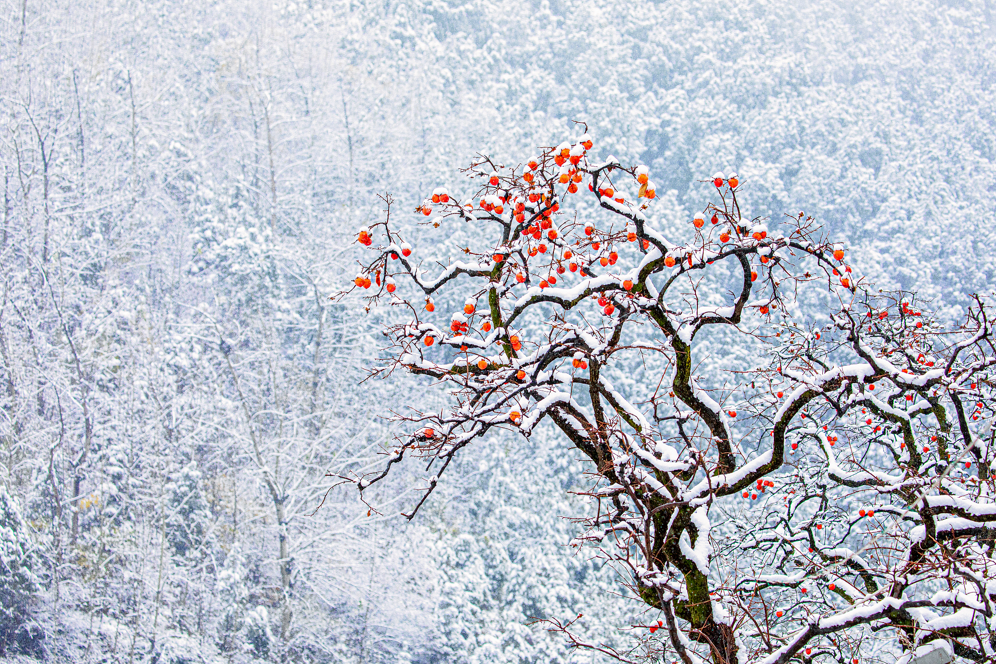 你是一位中国诗人请帮我写一首暮春的雪的古体诗