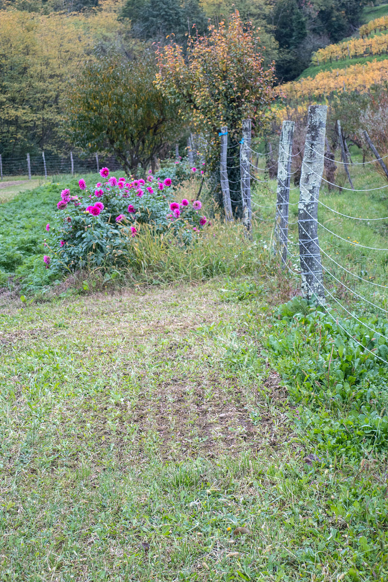 论述乡土植物的应用优势。