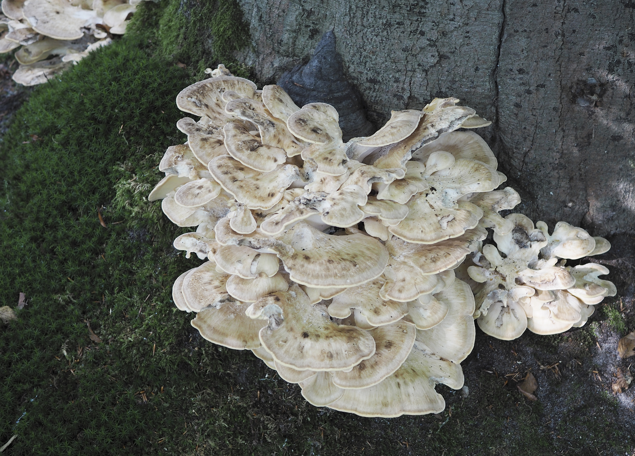 冻融处理赋予脱细胞基质 (dECM) 多尺度机械性能的可调性：一种优化组织工程生物材料的策略