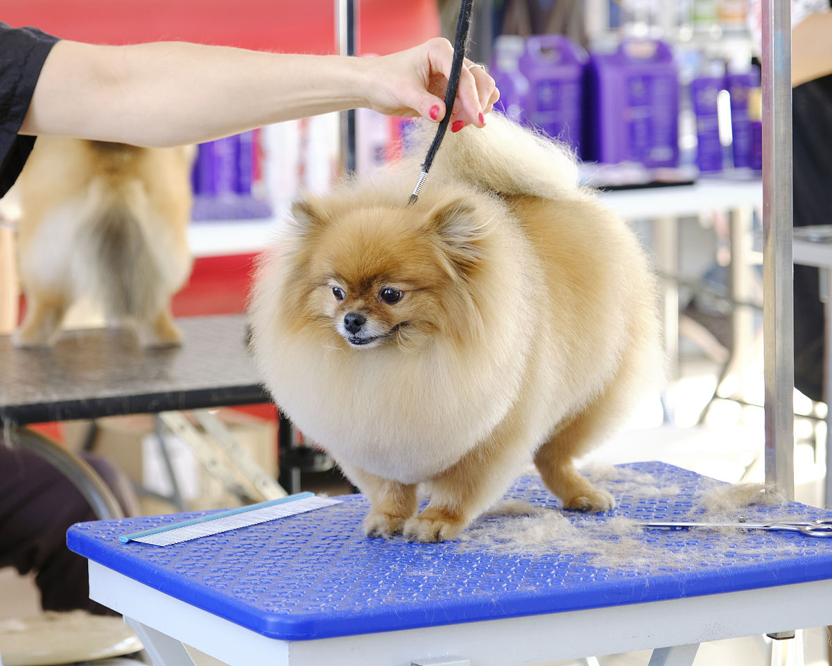 重庆幼师学校幼师专业标准用发